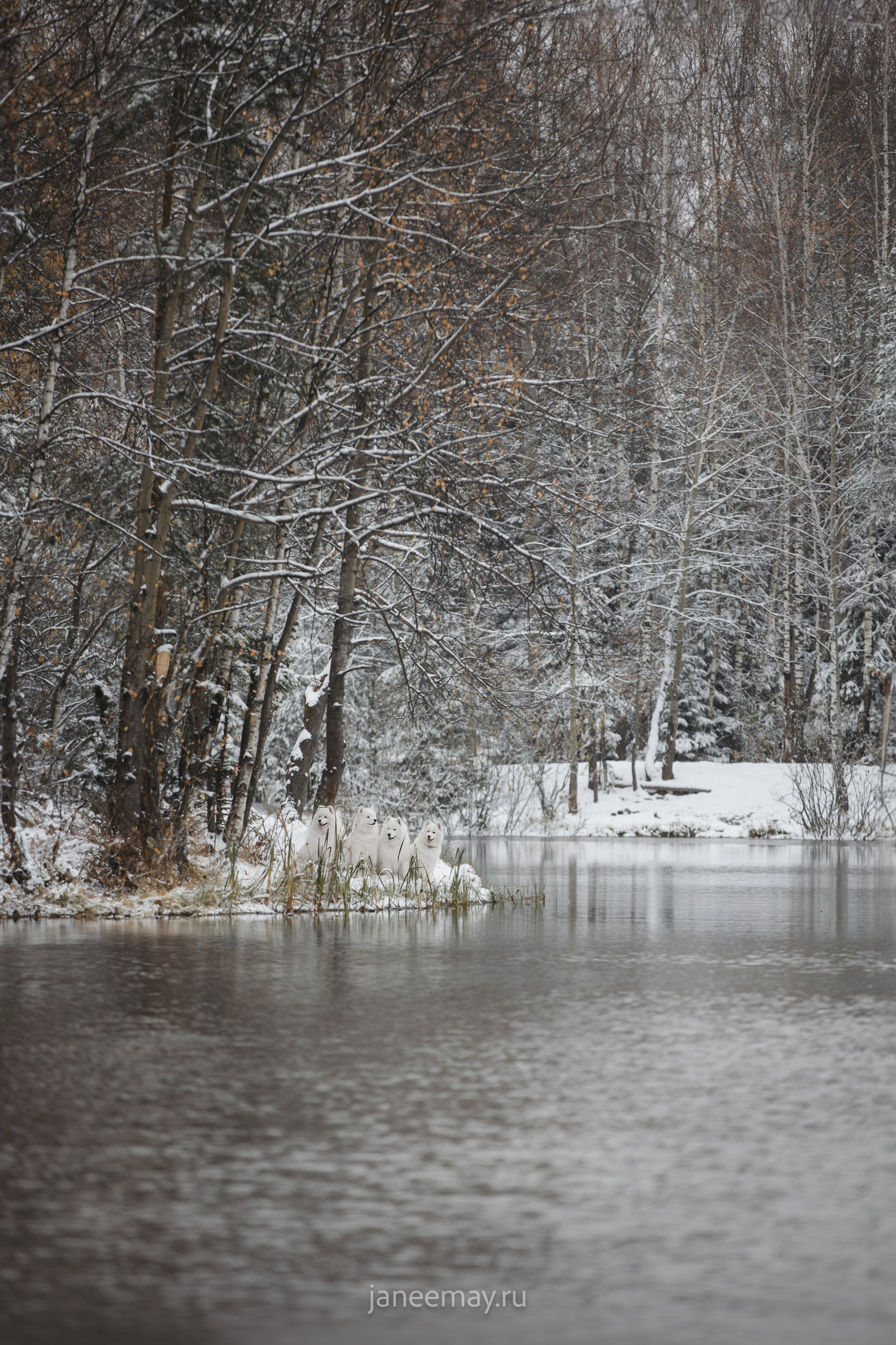 Фото собак, животных зимой. Фотограф анималист в Москве Майорова Евгения