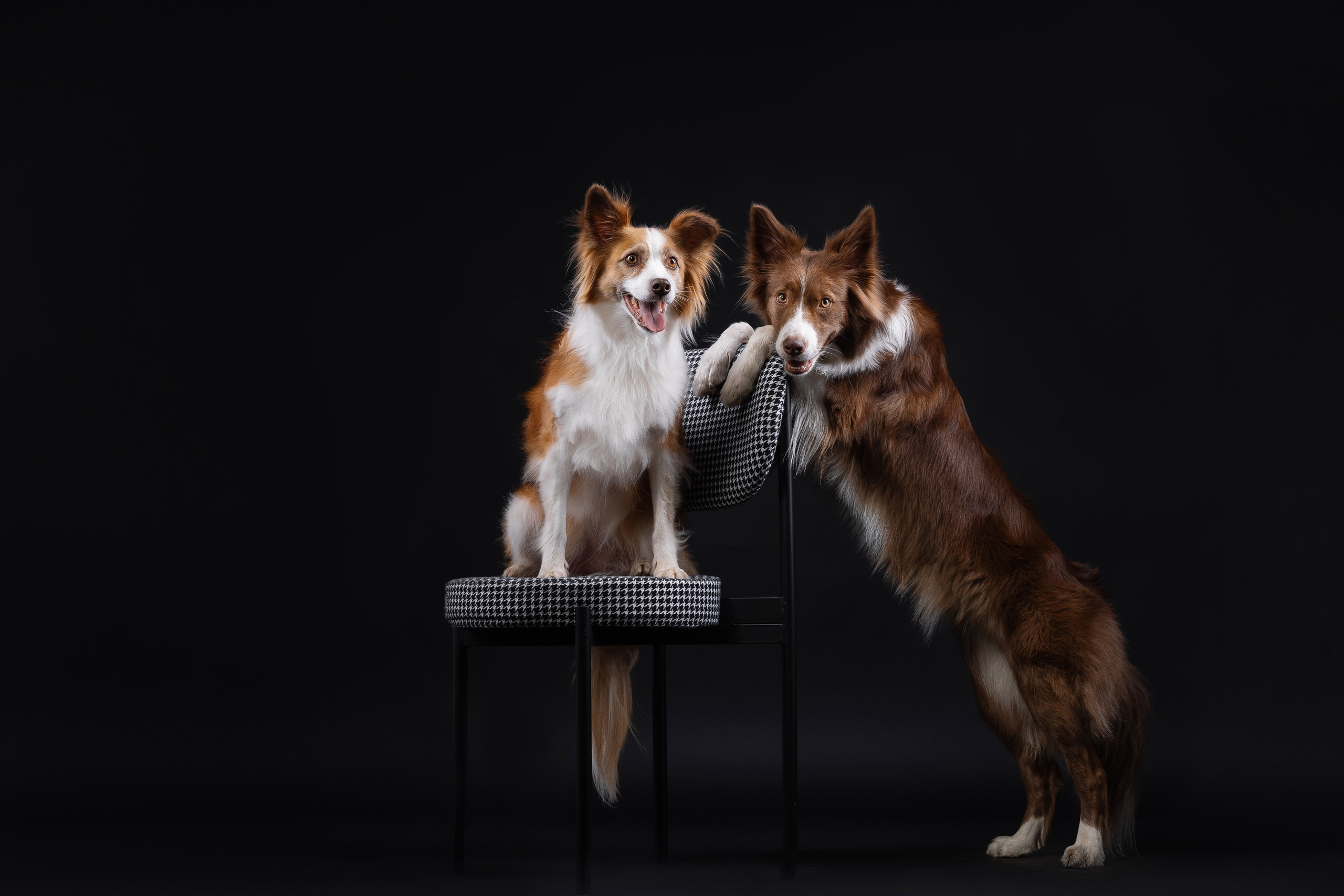 Фотосъемка собак в студии. Фотограф анималист в Москве Майорова Евгения