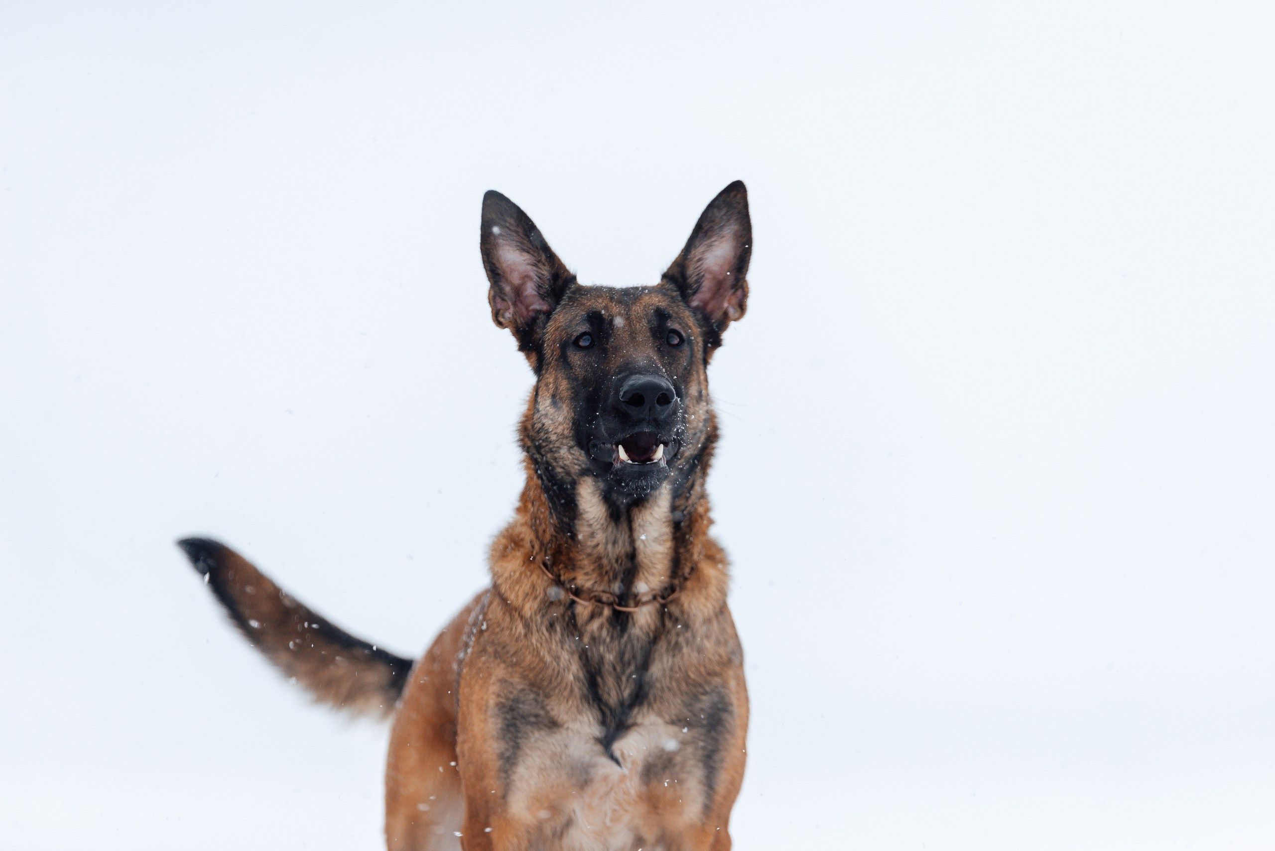 Кристина и Зума. Фотограф-анималист Анастасия Парфенова|Екатеринбург