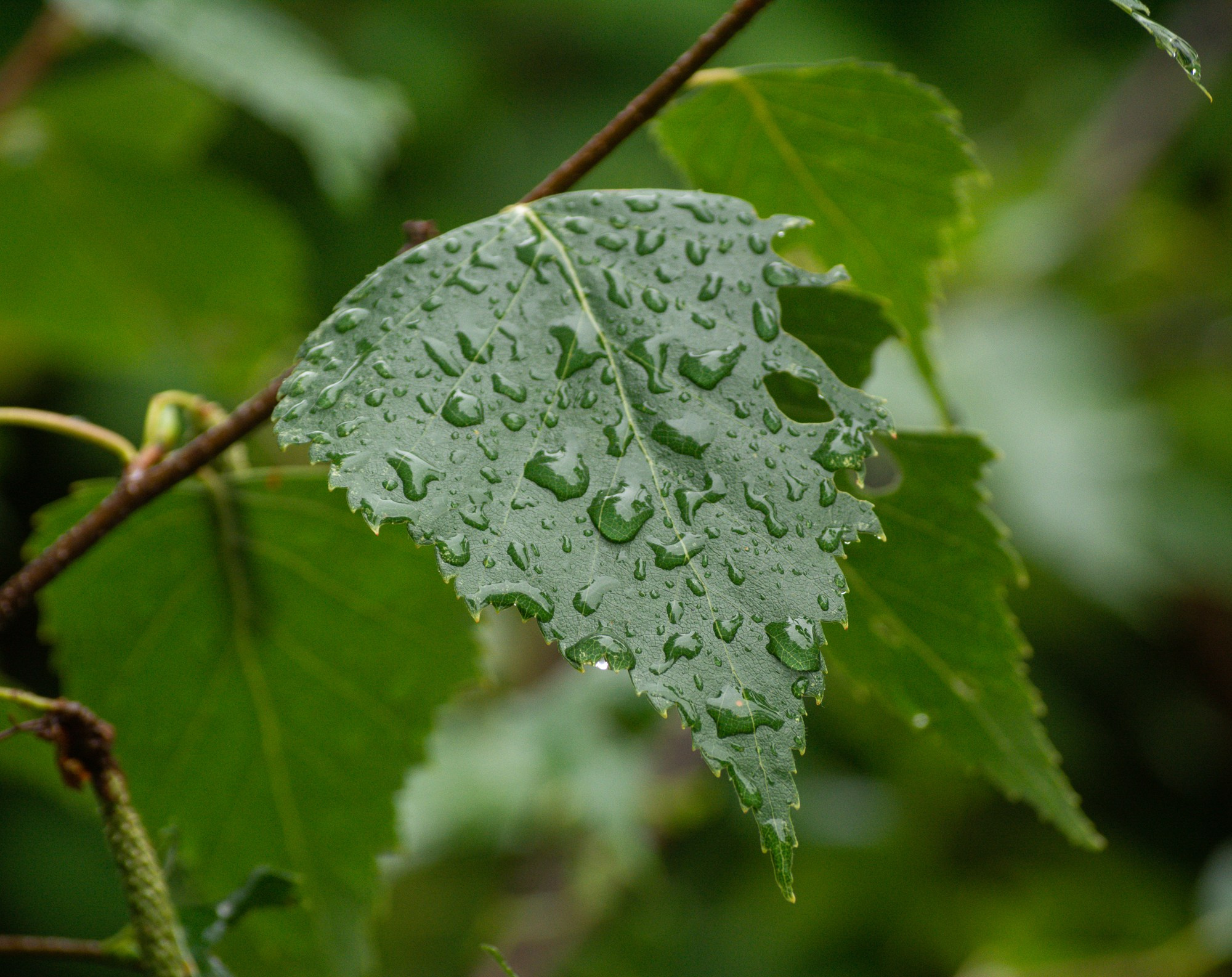 Разное. Репортажный фотограф г. Чита