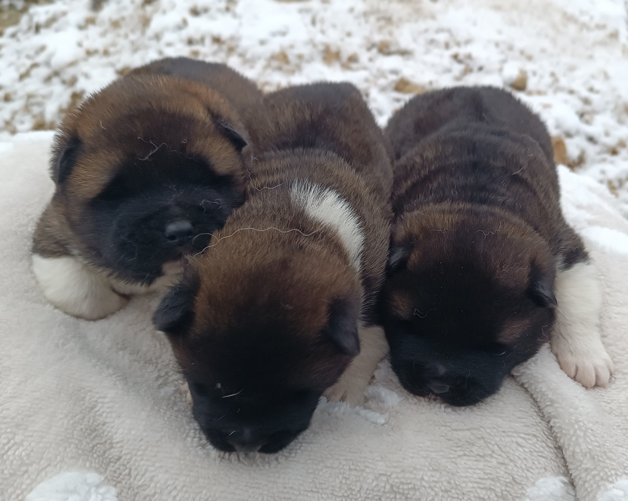 Американская акита  щенки питомник Санкт-Петербург клубные щенки Американская акита питомник RUBYLIGHT Рубилайт купить щенка американской акиты