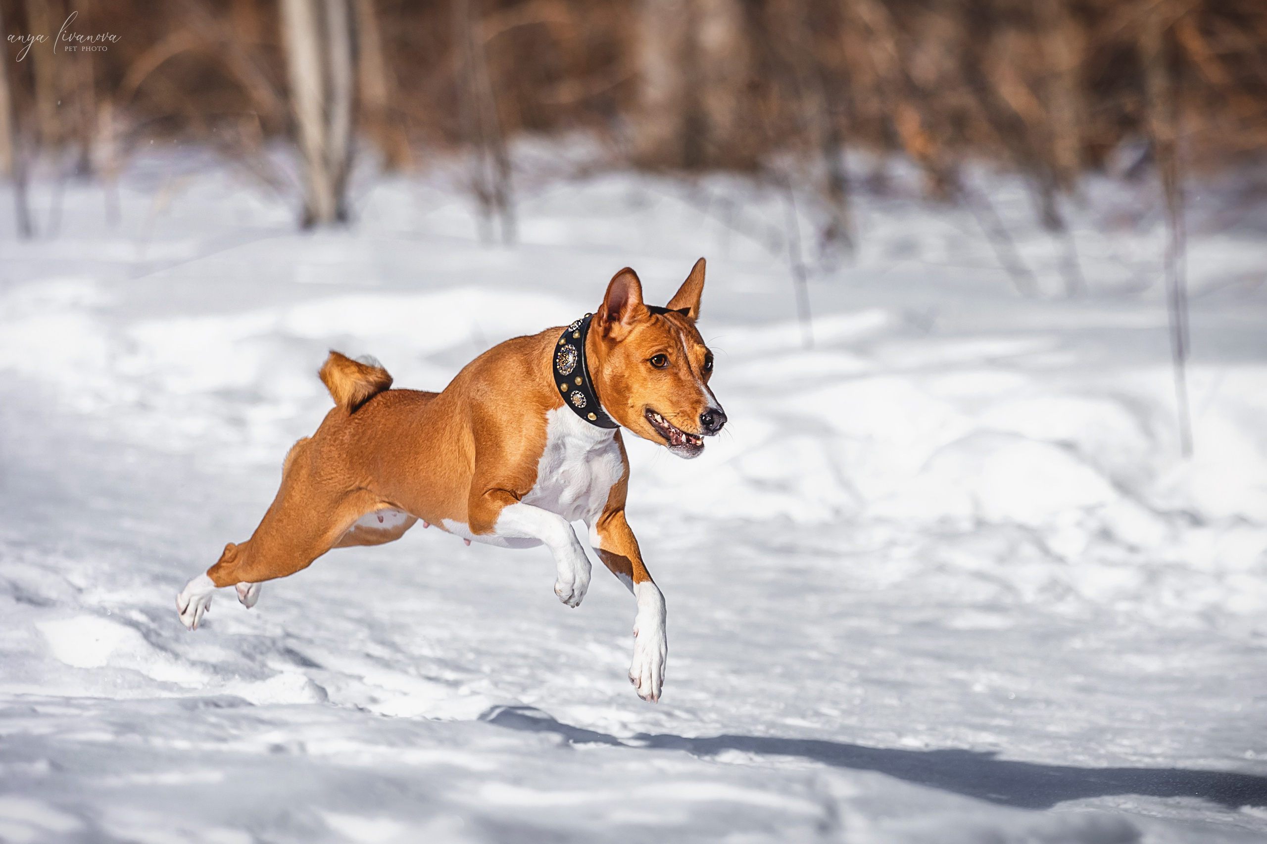 Одри и Ника. Фотограф анималист Аня Ливанова | Рыбинск