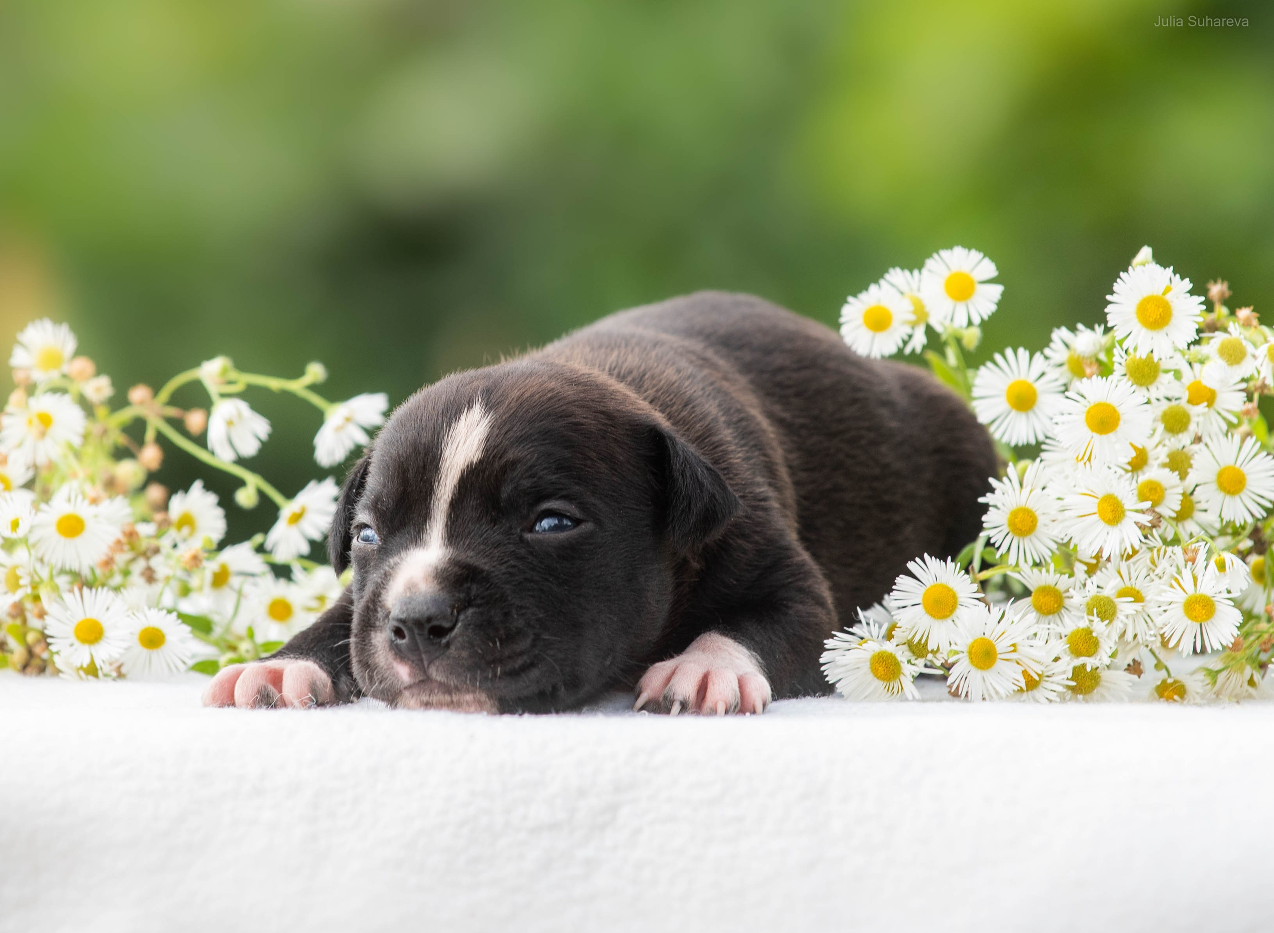 Щенки 2 недели. Главная