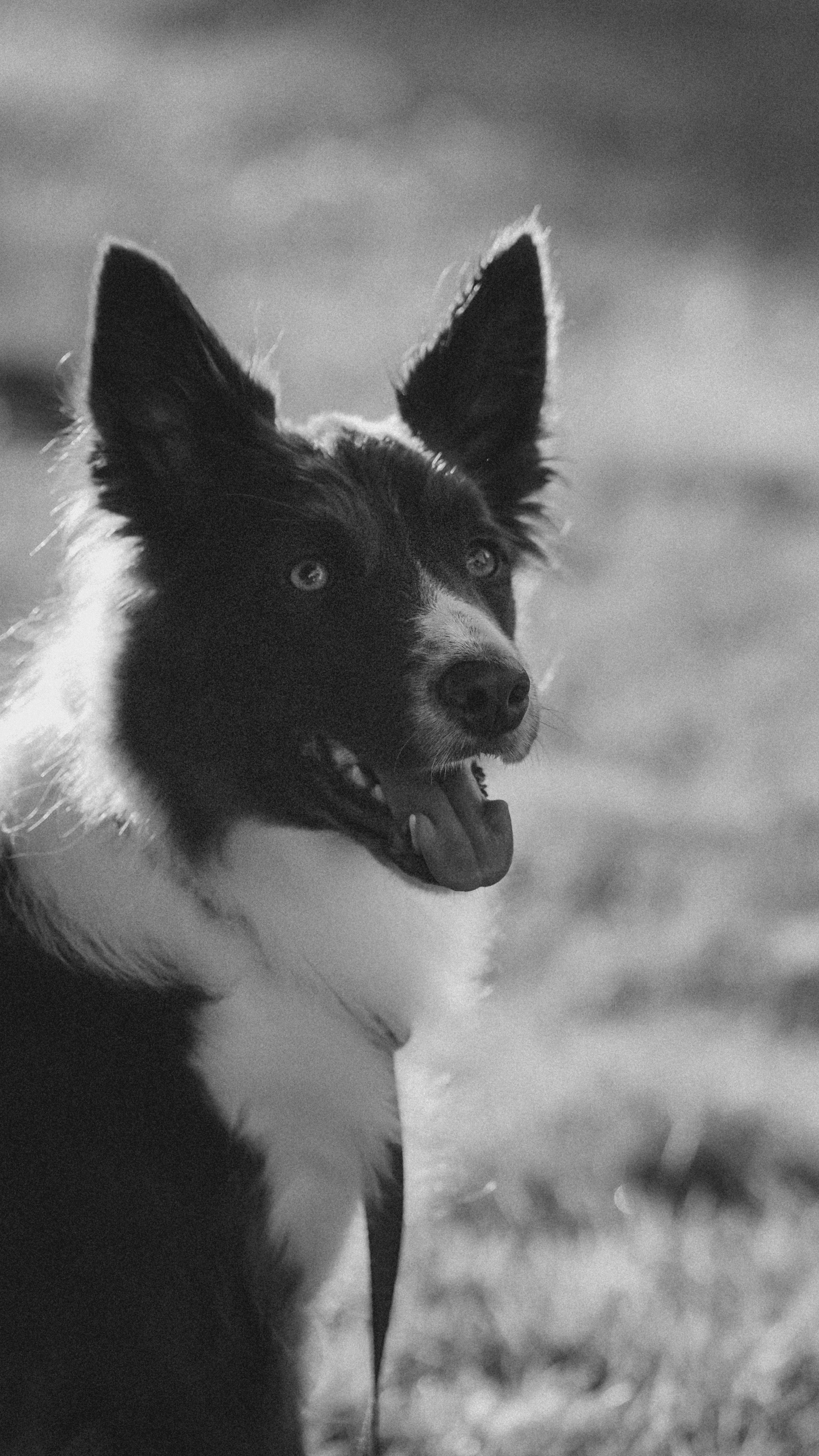 Елена, Валера, Маша и Иви. Фотограф анималист в Москве и Санкт-Петербурге Свиридова Анна