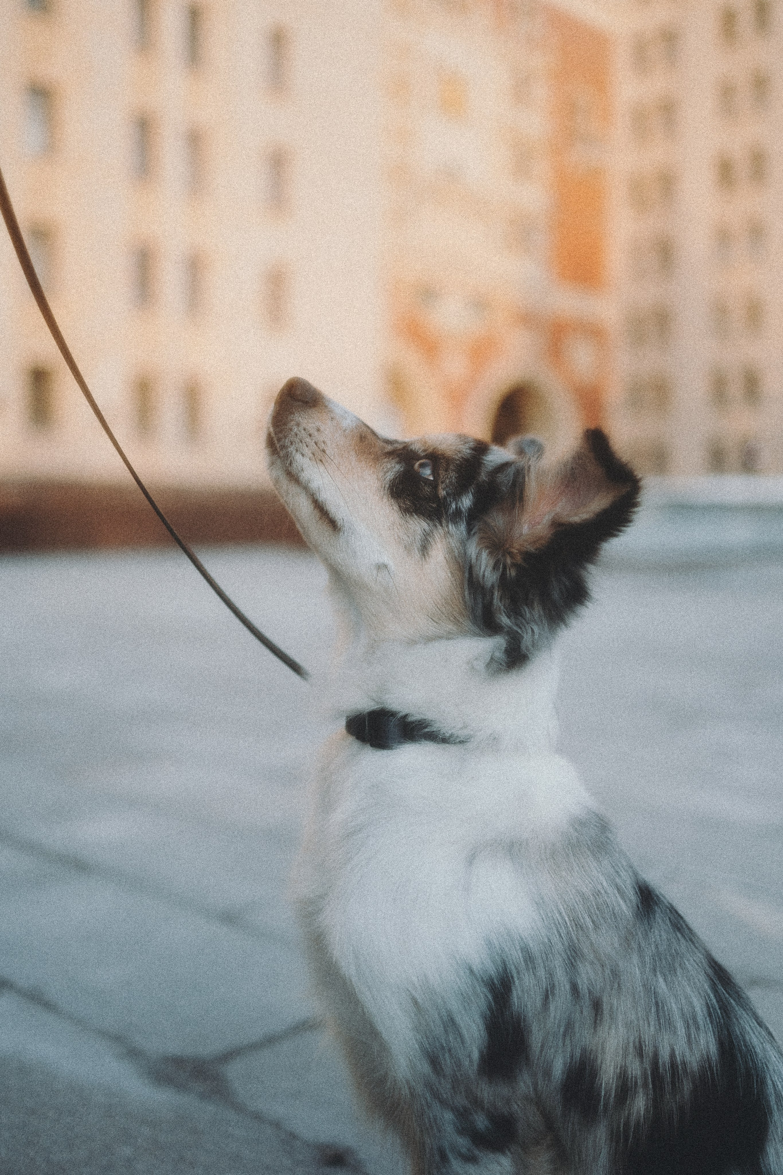 Балу и Илья. Фотограф анималист Анастасия Пикей
