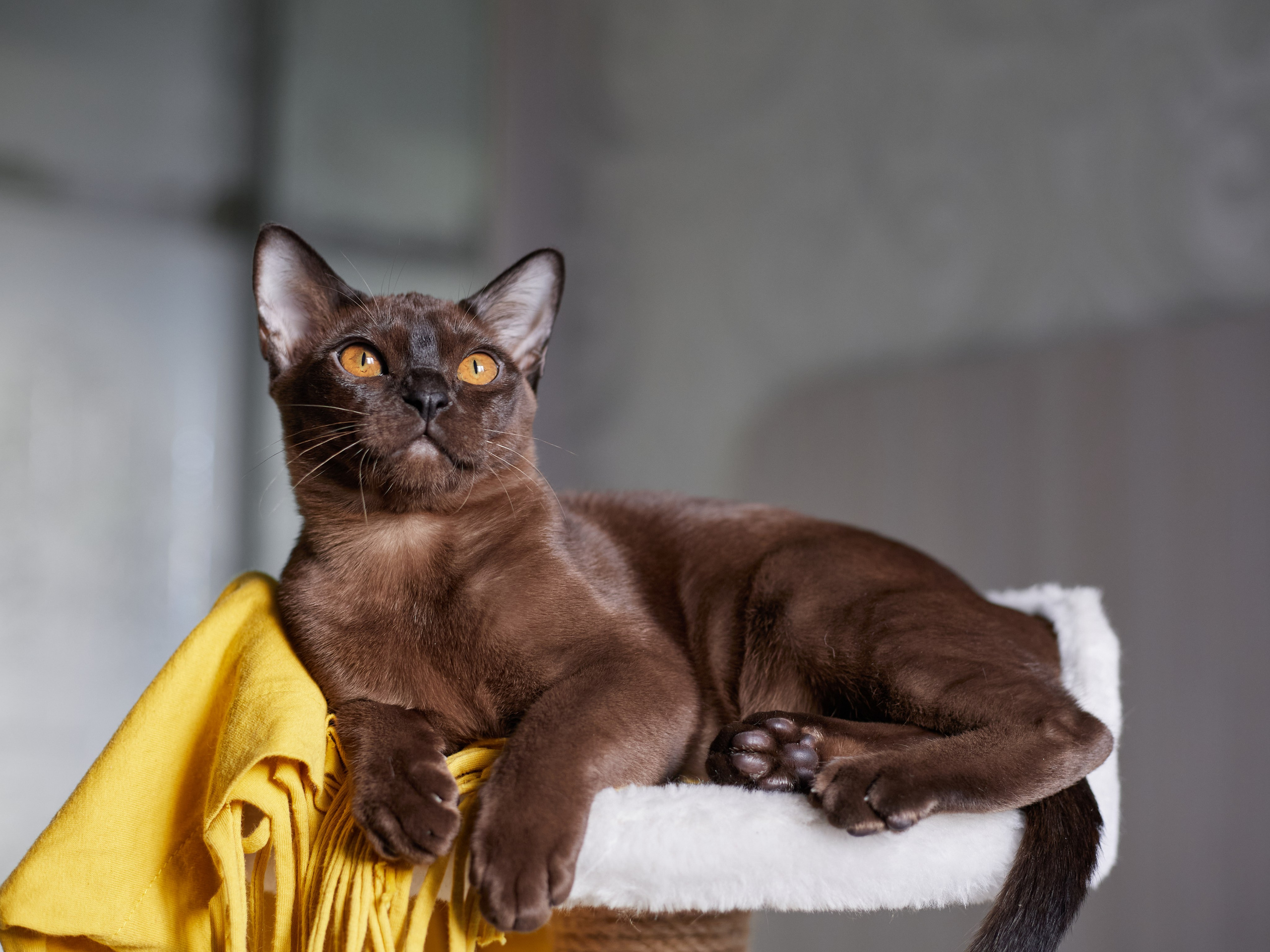 Jerry (Новый Уренгой). Питомник «Bouncy Life»