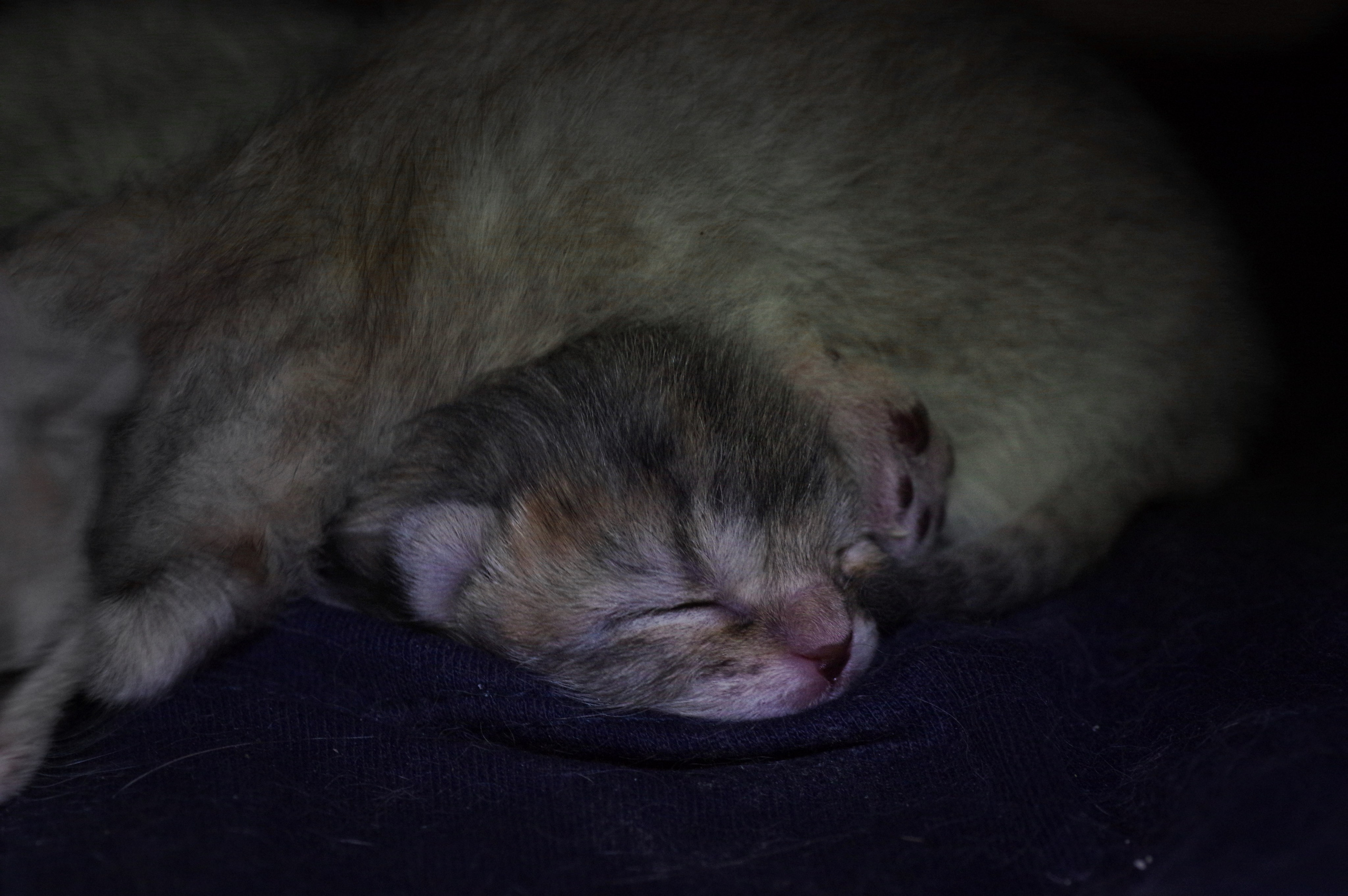 Котятам 2 дня. Вадим Шейдин