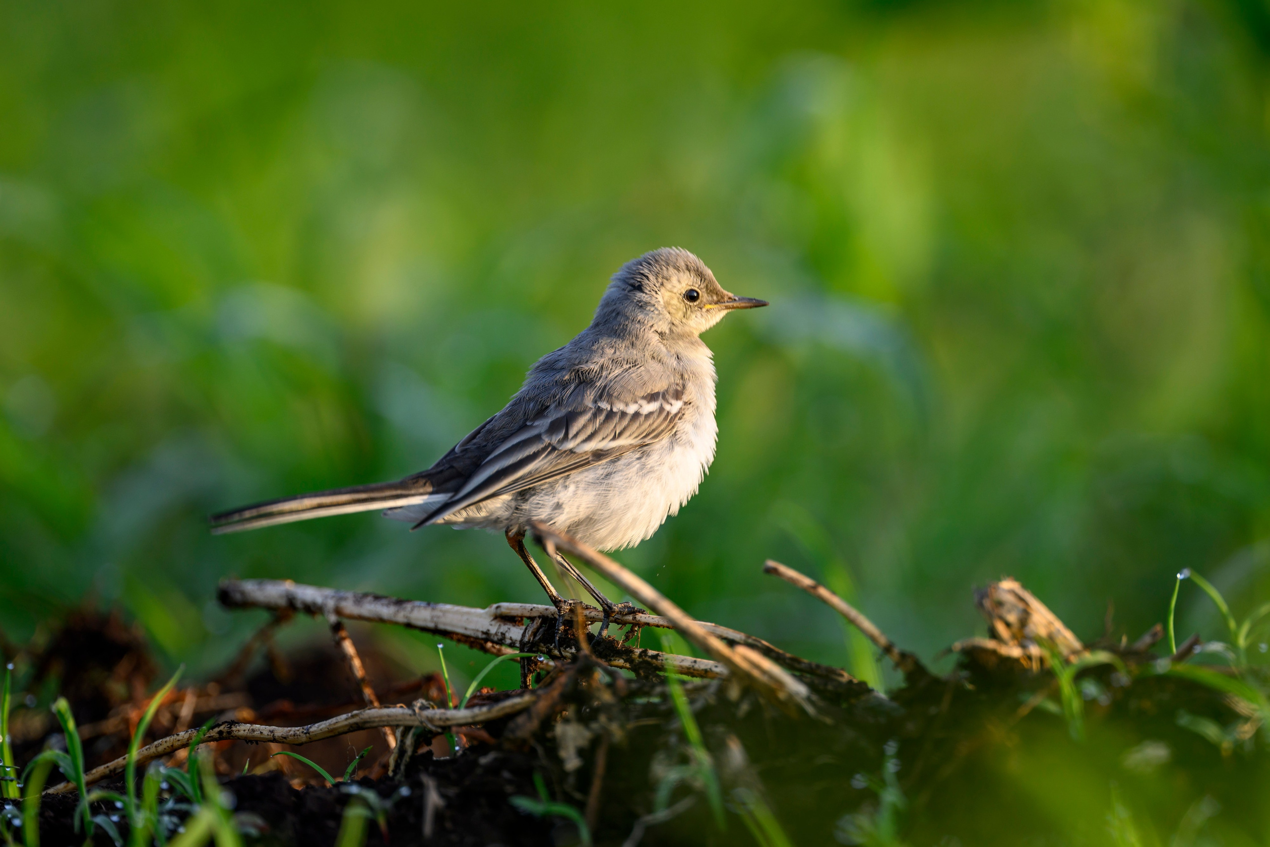 Перепела и коростель. Фотограф Сергей Пупонин