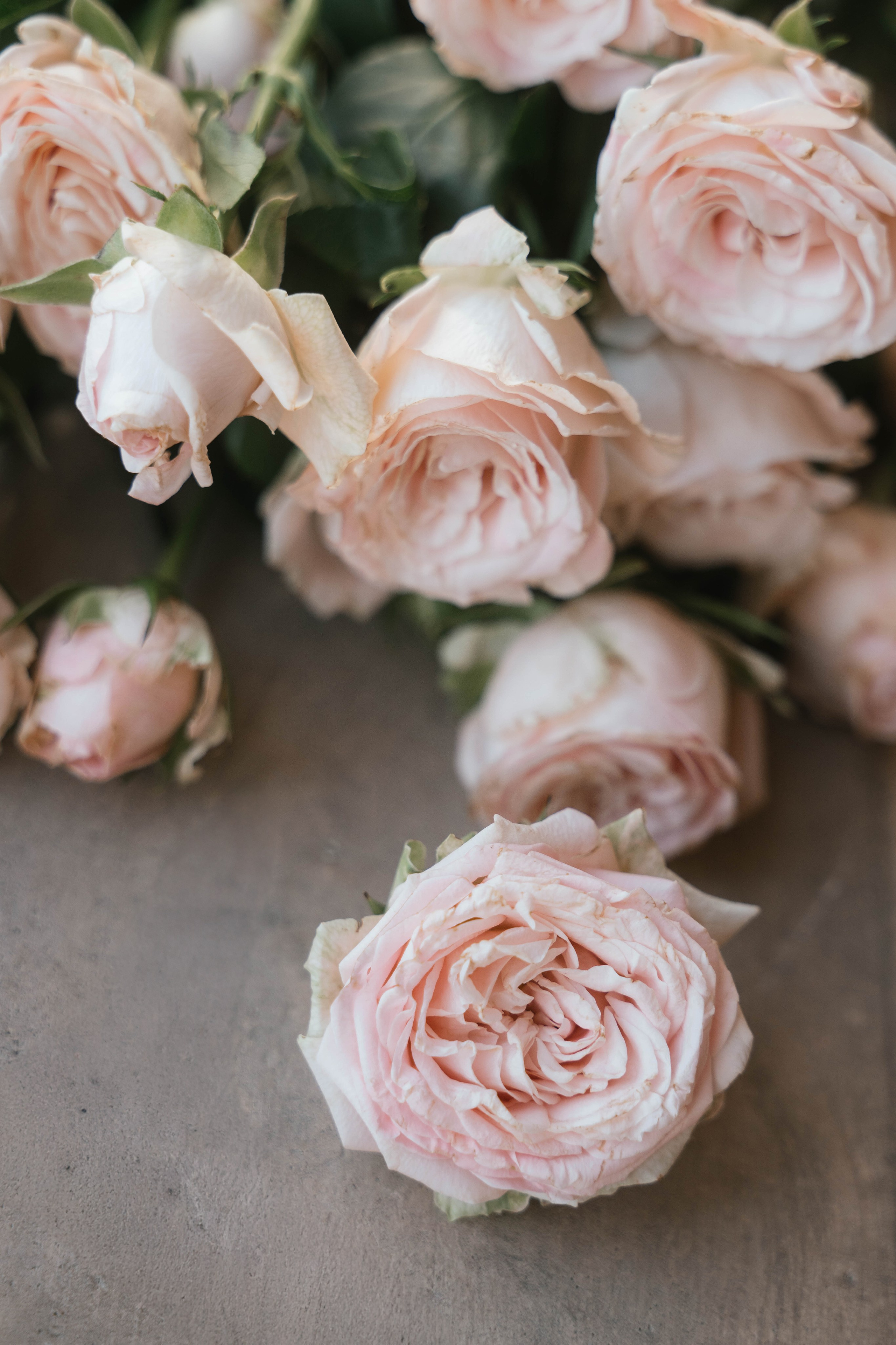 Лена. Свадебный, семейный фотограф в Рязани Лена Брант