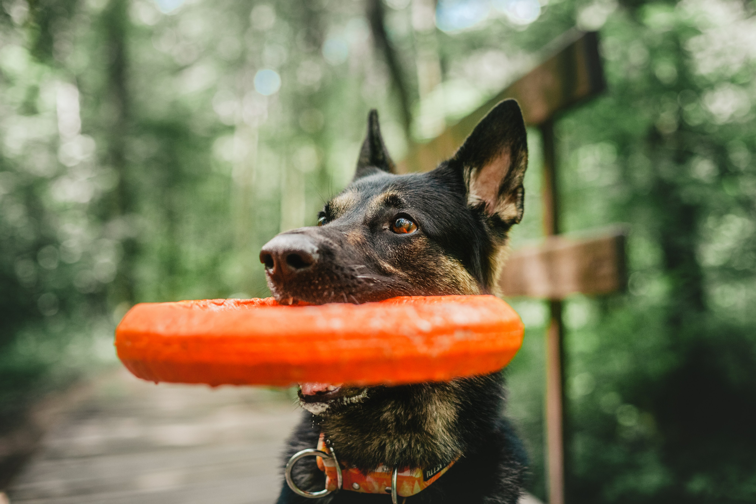 Лесная летняя фотопрогулка. Фотограф-анималист Татьяна Степанова