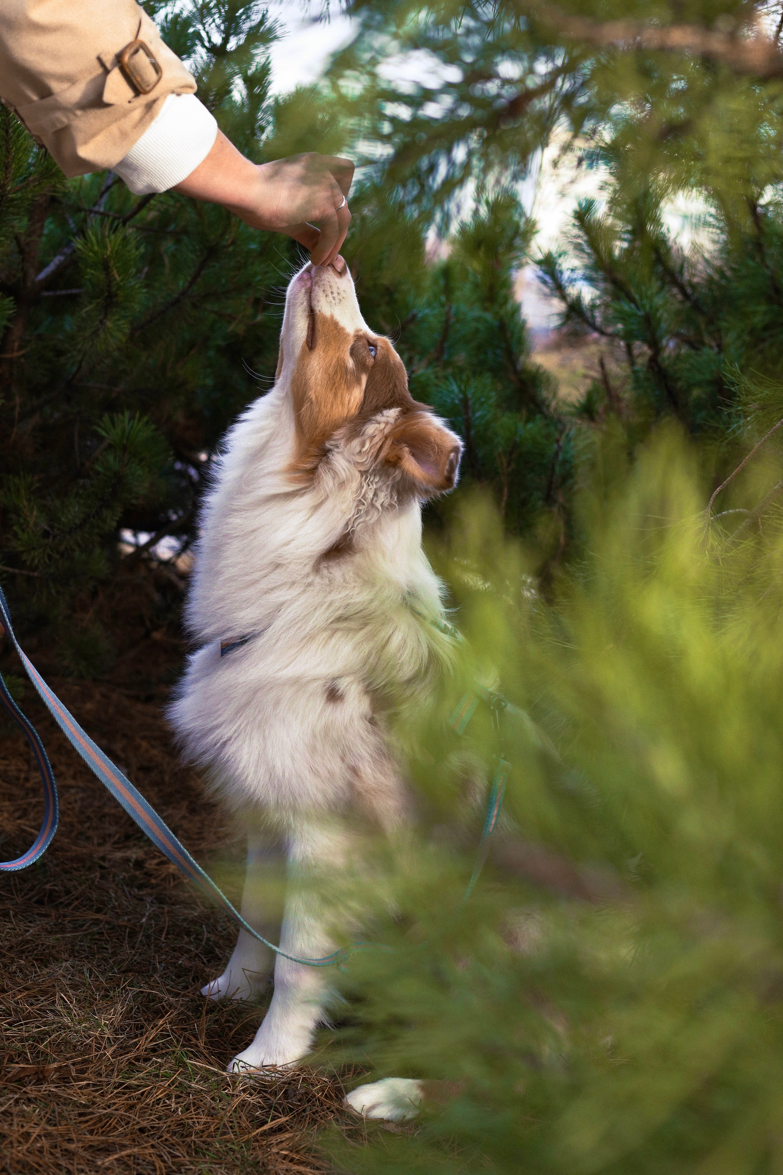 Бри и Яна. Фотограф-анималист Ксения Шевцова|Москва