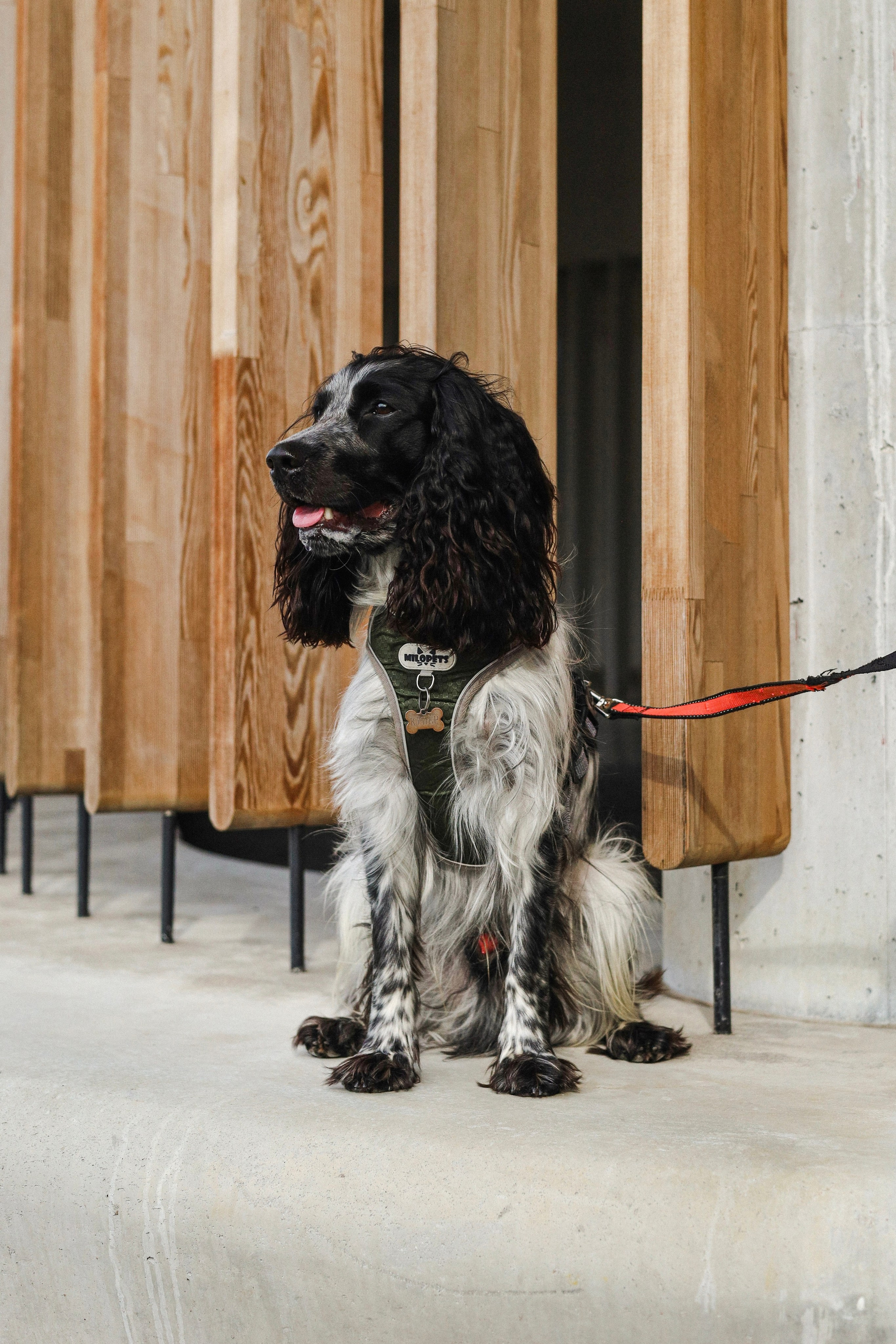 Купер и его семья. Фотограф-анималист Ксения Шевцова|Москва