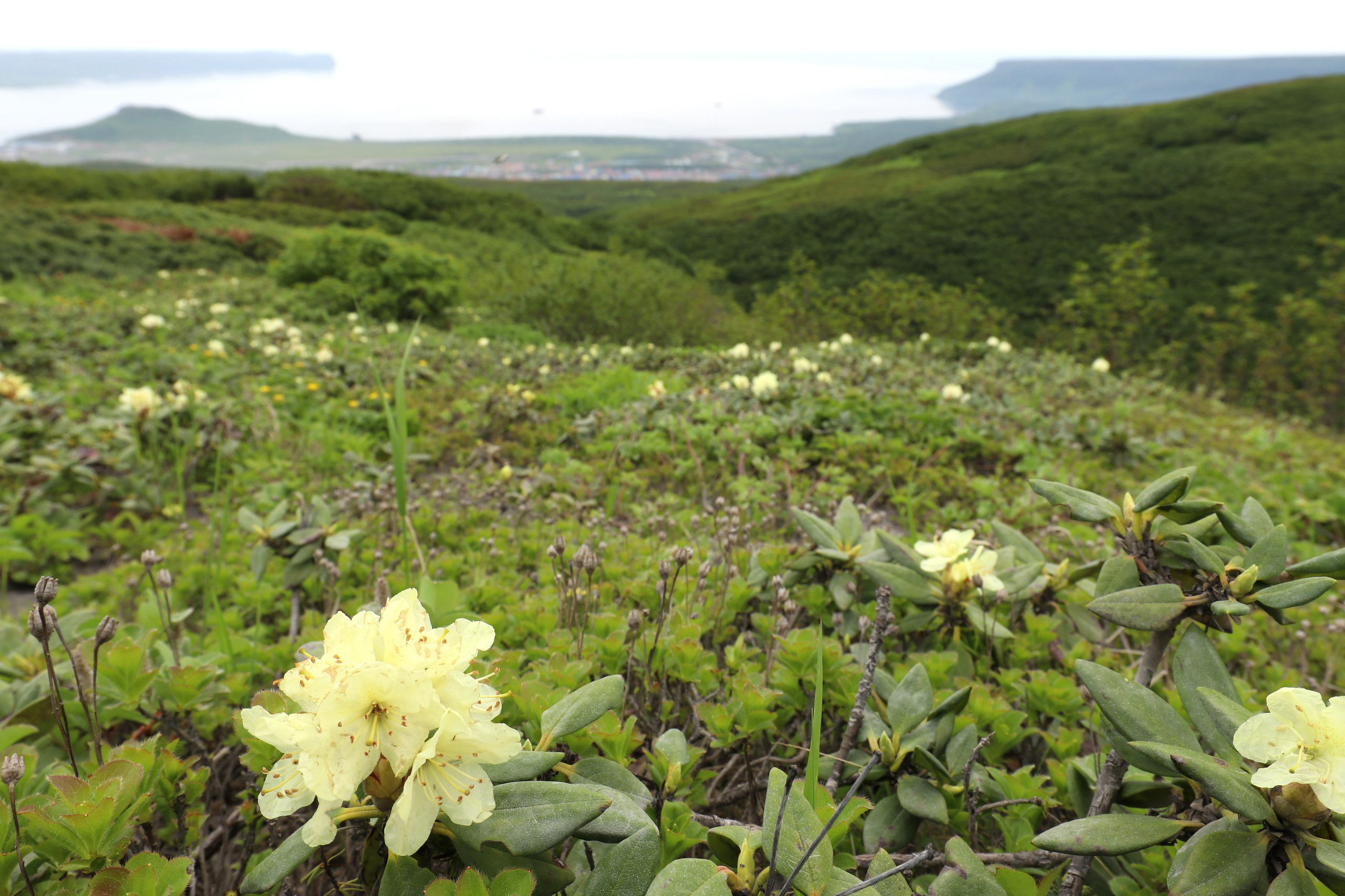 Камчатка и о. Парамушир. Июль 2024. Путешественник-фотограф из Санкт-Петербурга Татьяна Свистулина