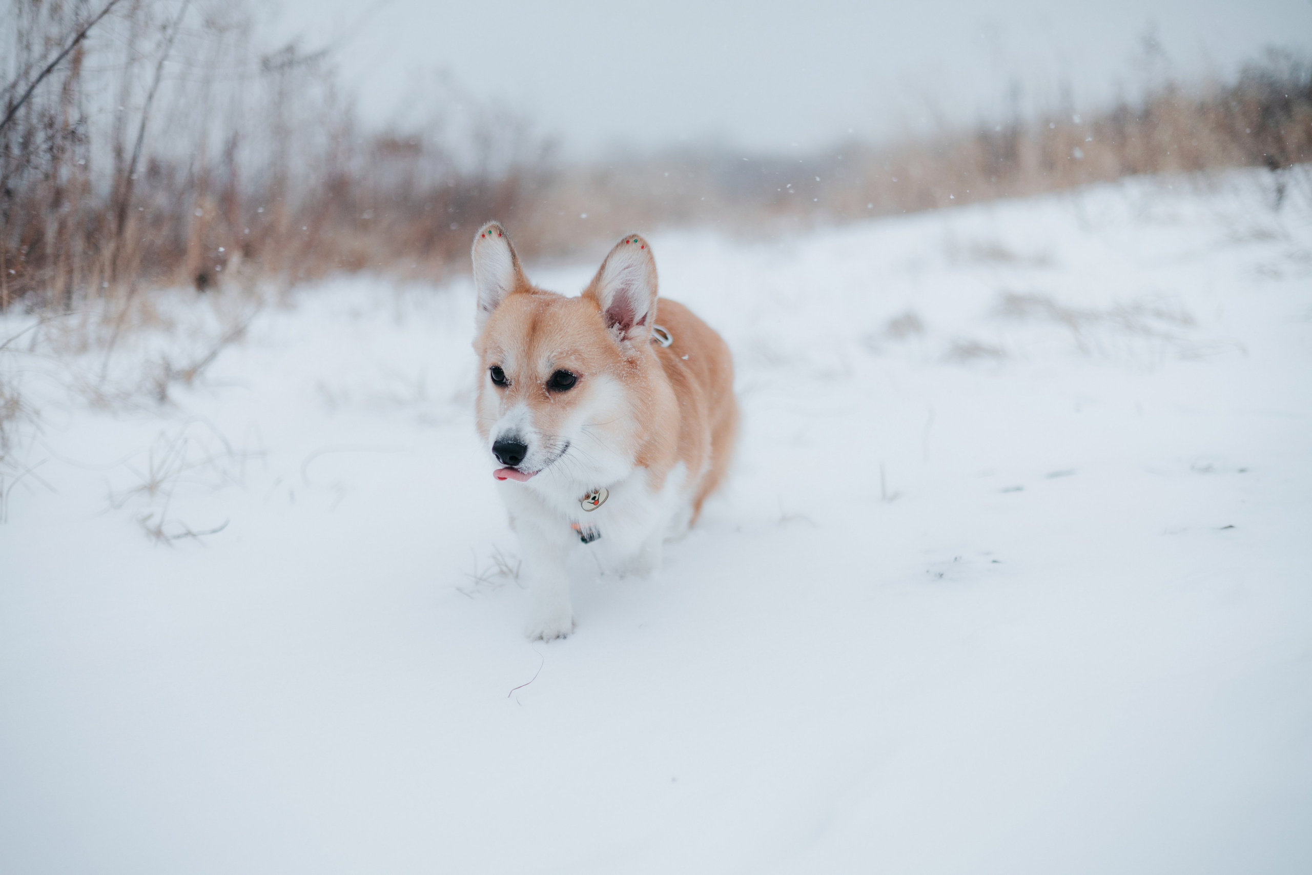 Лена, Лиза и Мия. Фотограф — анималист Владивосток, Алина