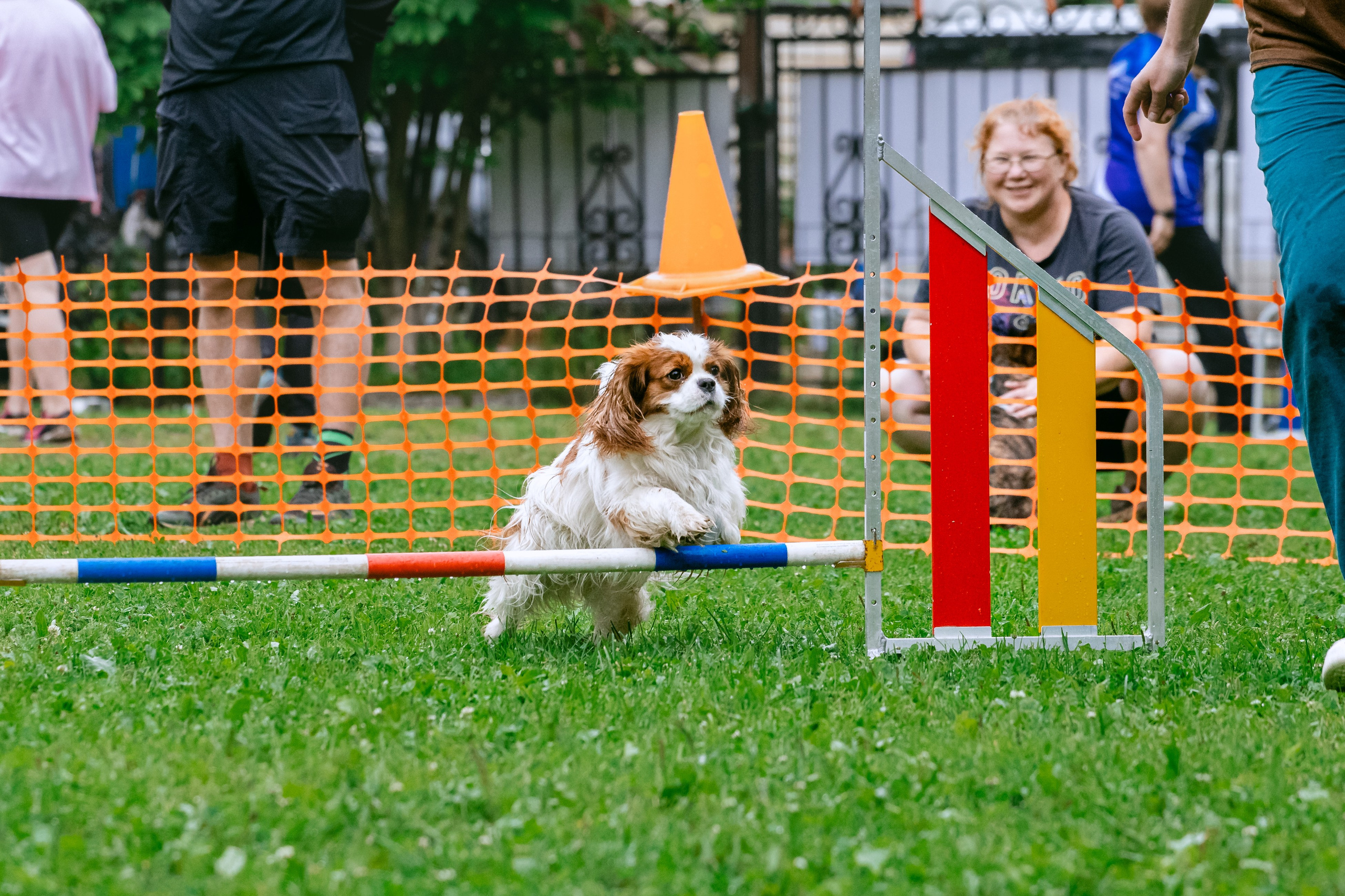 Соревнования по аджилити Долгопрудный 30.06.2025. Фотограф-анималист Татьяна Степанова