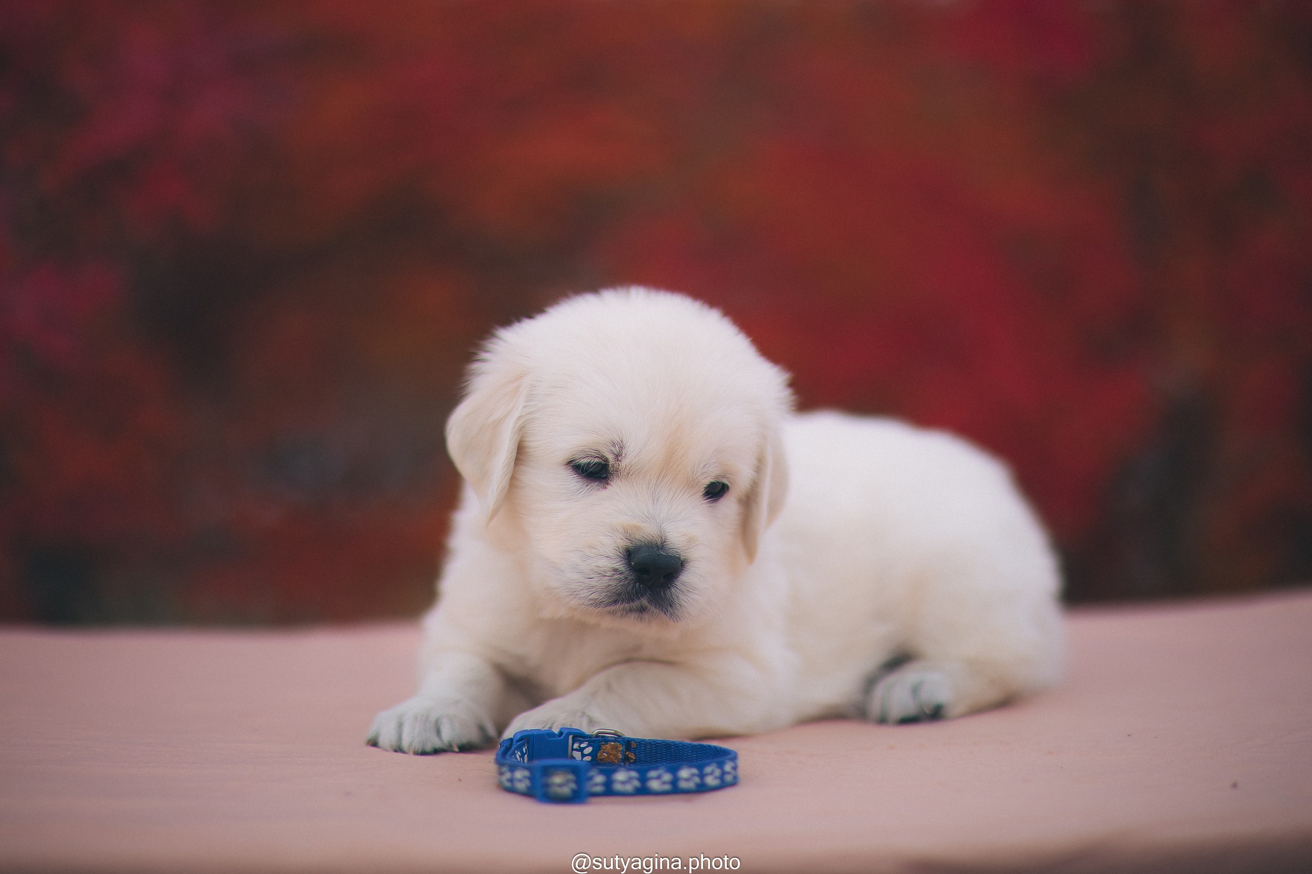 Синий ошейник. Свадебный и женский фотограф
