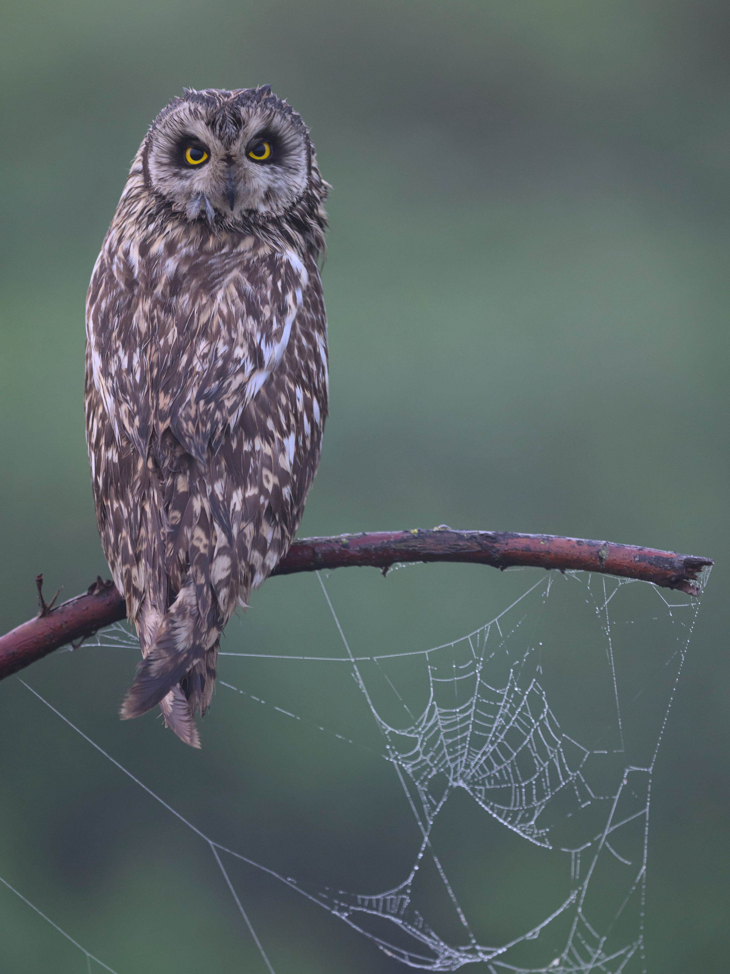 Сова вернулась. The owl has returned. Wildlife photography by Sergey Puponin