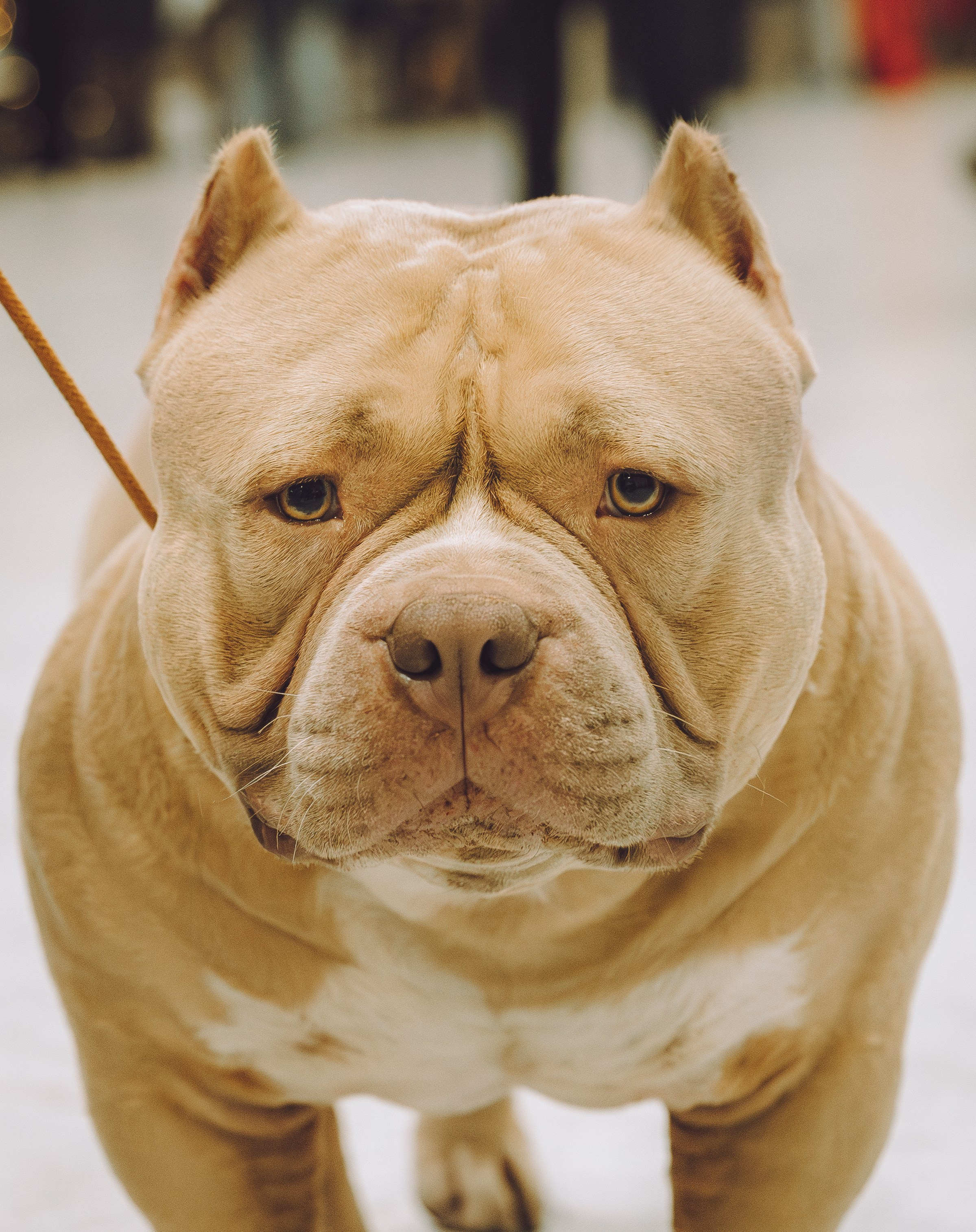 АВКС. Виктория Михайловская. Фотограф-анималист. Москва