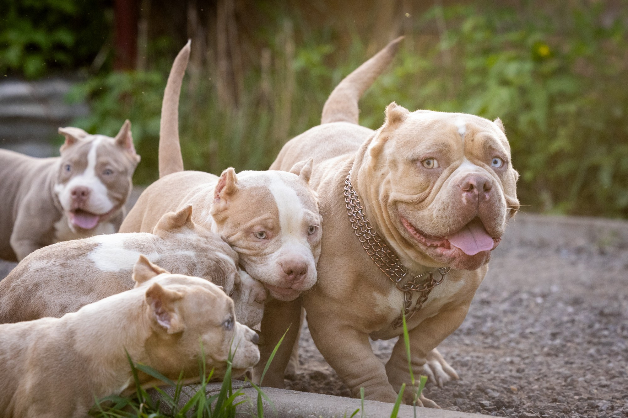 Щенки Тэя. Виктория Михайловская. Фотограф-анималист. Москва