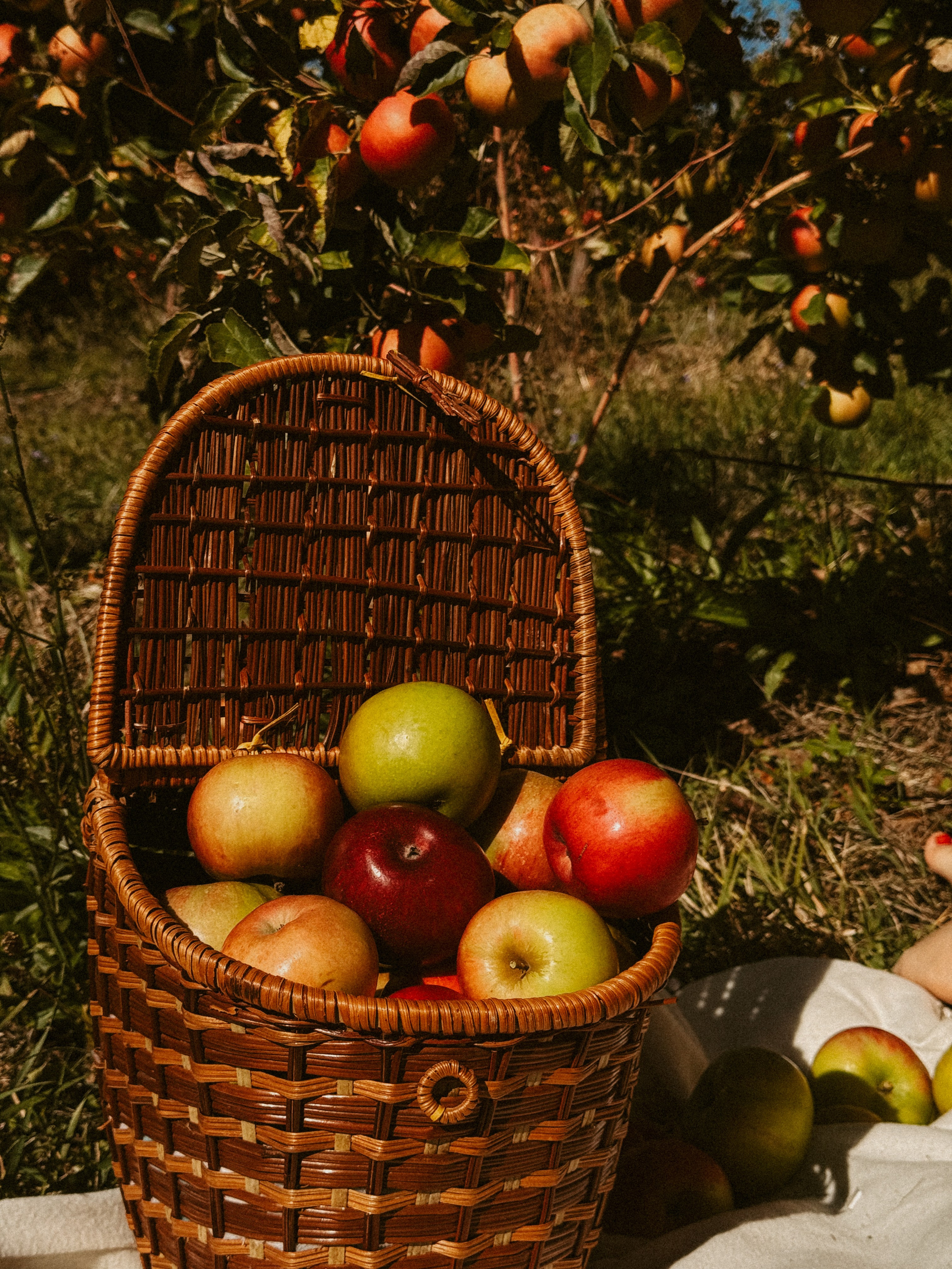 Ксюша Яблоки Сад. Inga Simonova | Семейный и детский фотограф у моря