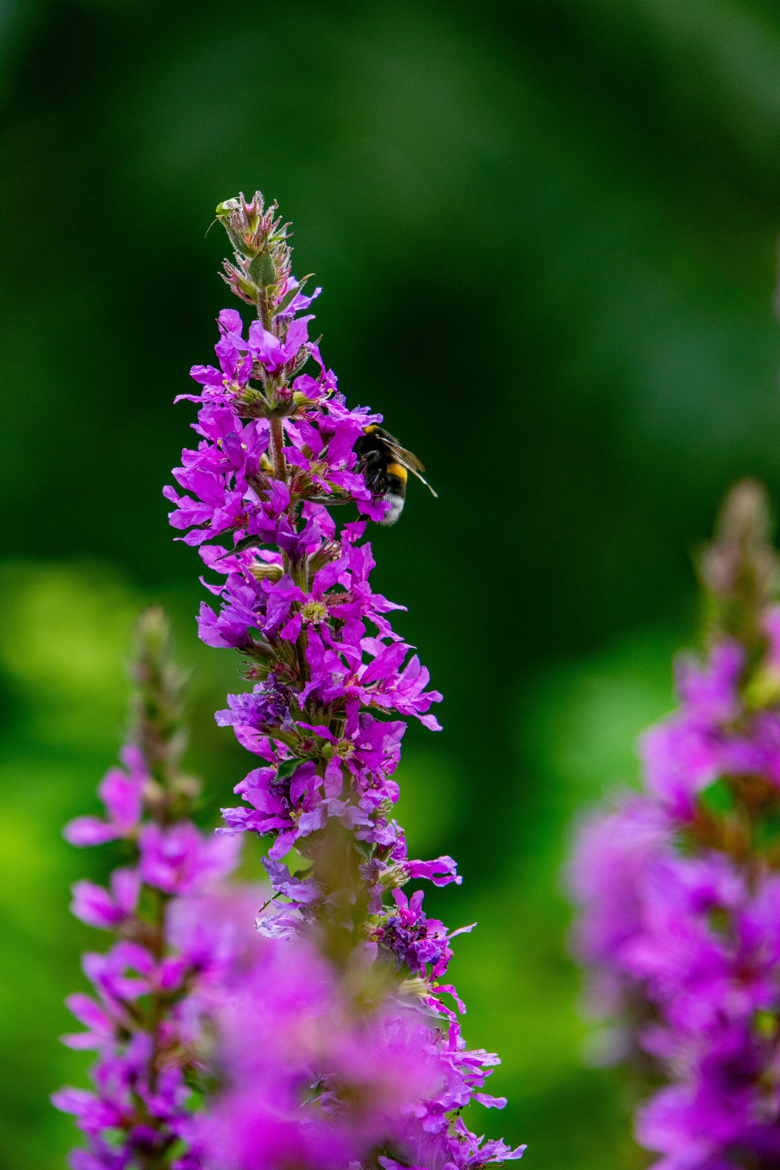 Екатеринбург. Jean De Vivre Gallery