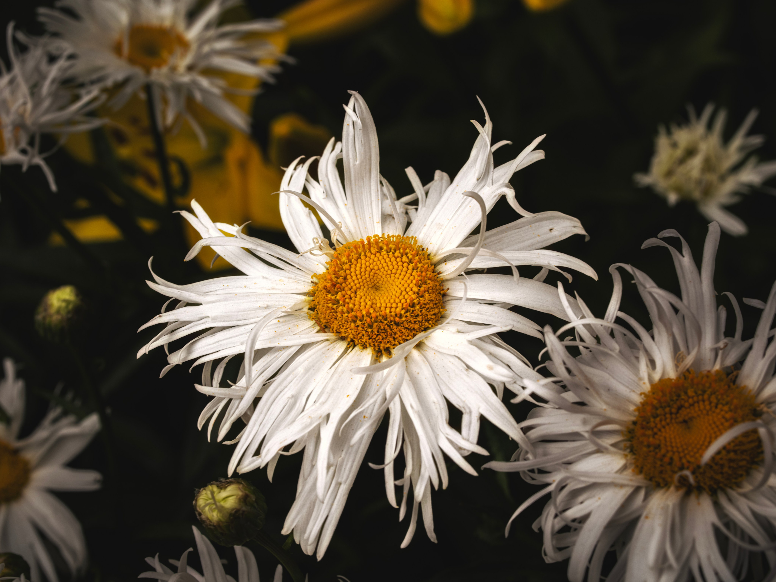 Цветы. Пейзажный и семейный фотограф в Санкт-Петербурге Александр Белов