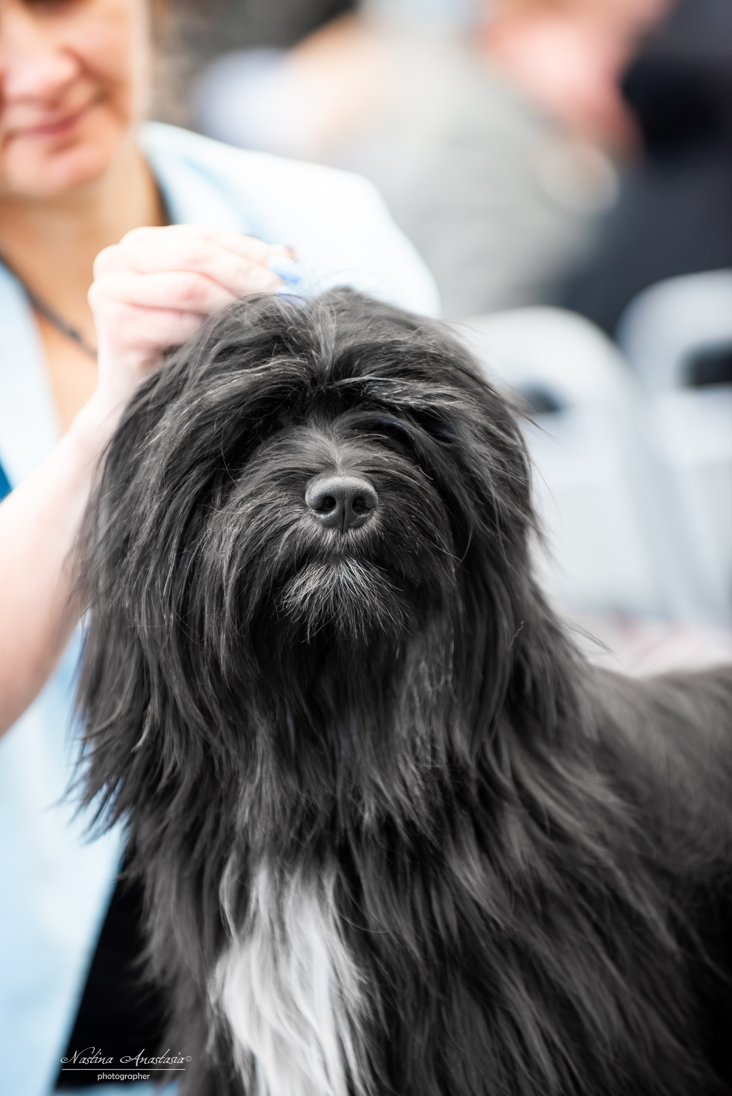 Выставки. Фотограф — Анималист