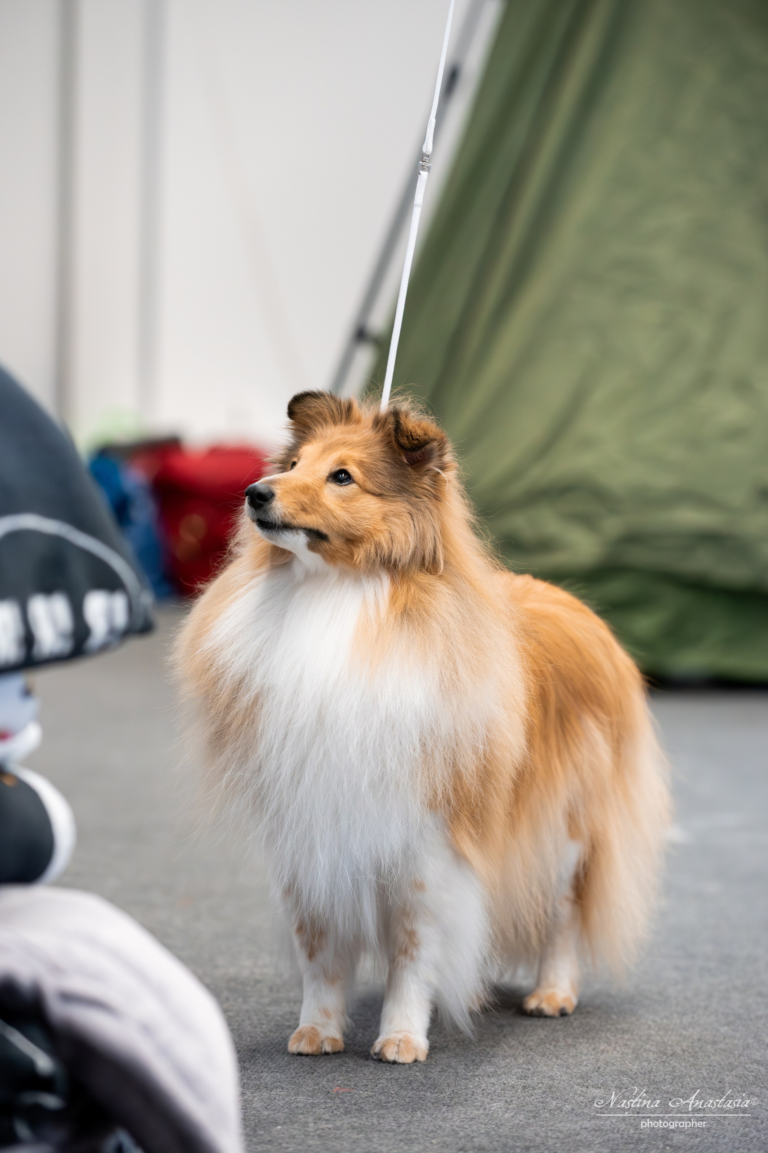 Выставки. Фотограф — Анималист