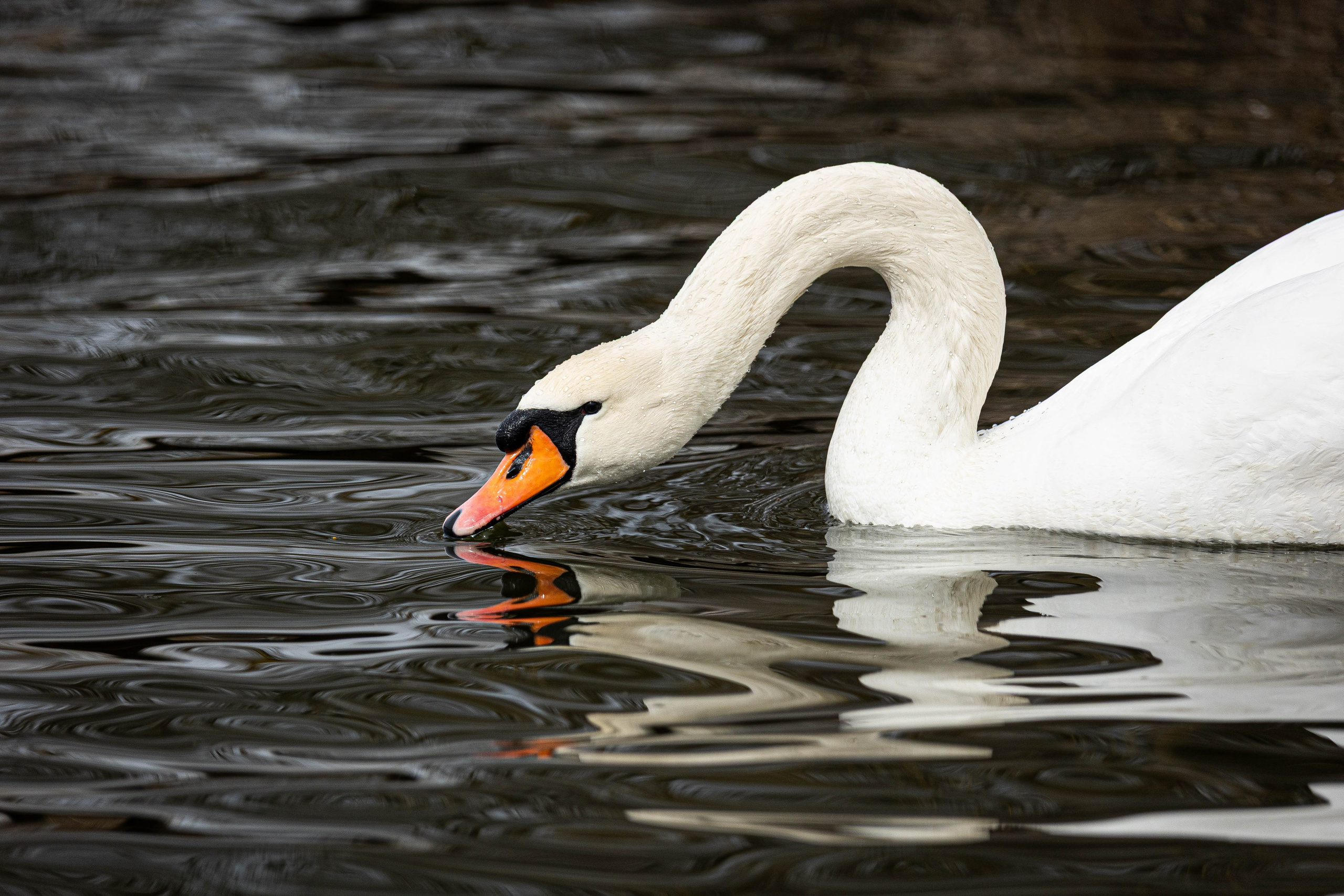 Парк Малинки 2026. Фотограф-АниМалист Анна Абрамова