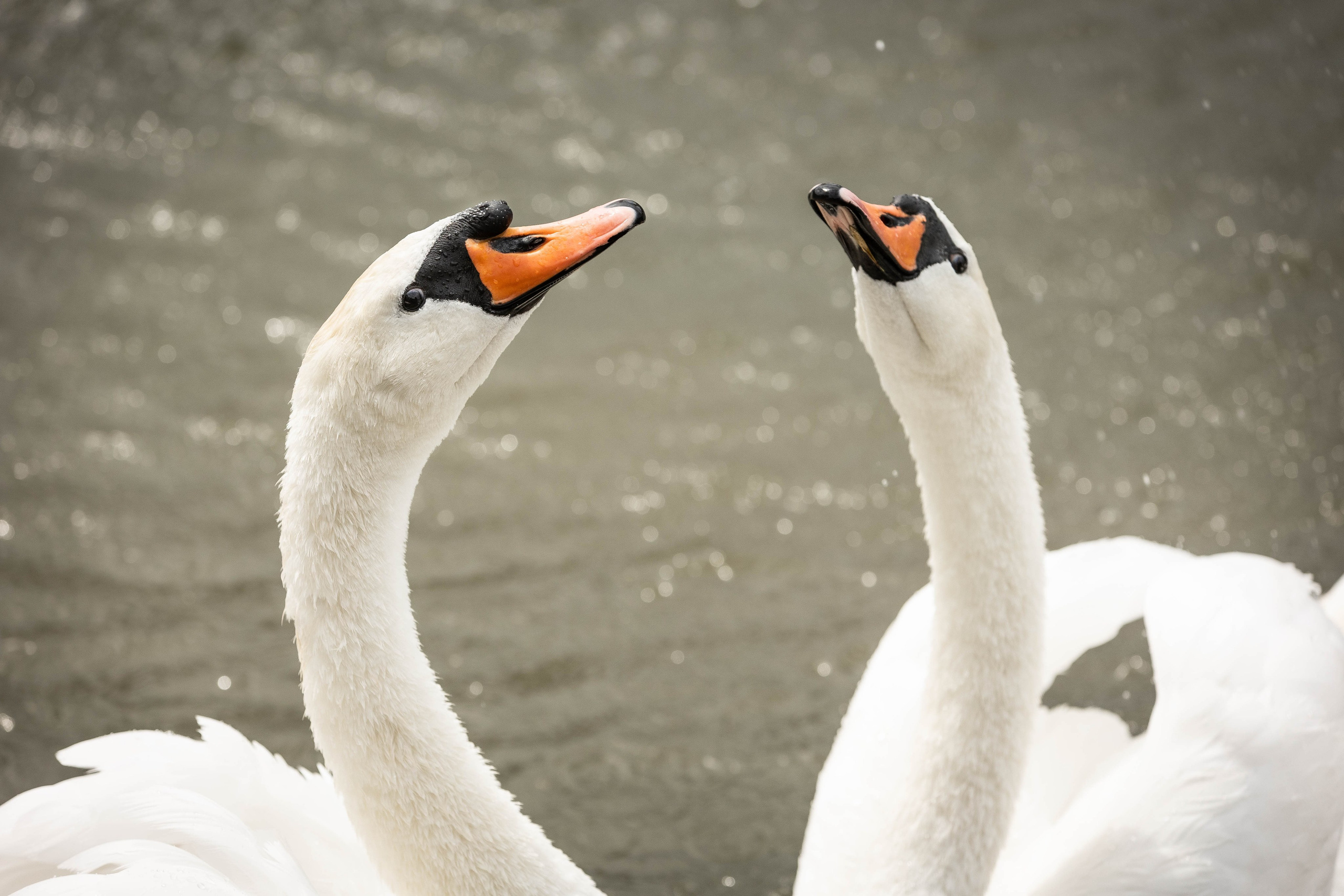 Зоопарк Малинки. Фотограф-АниМалист Анна Абрамова