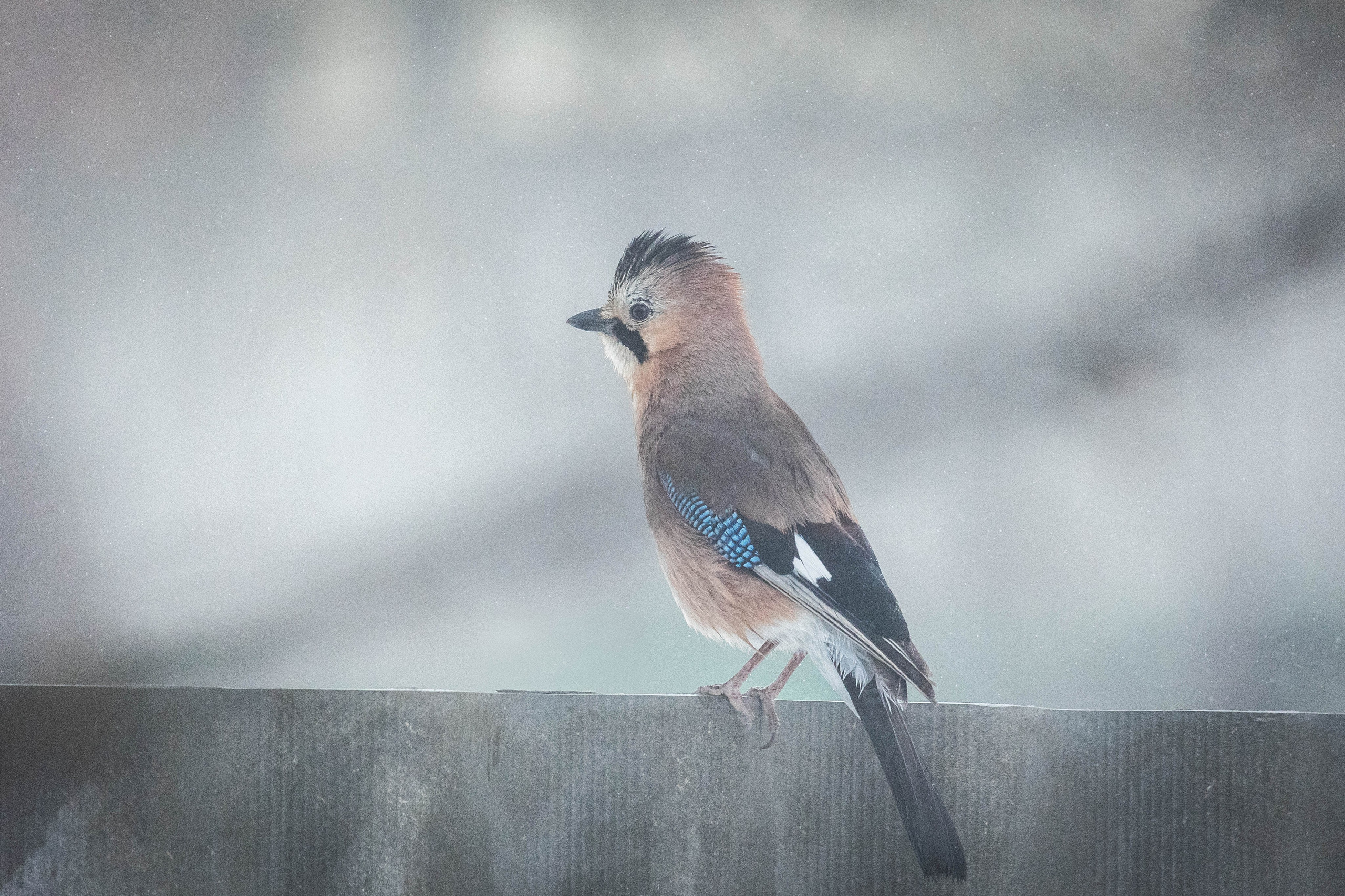 Дикий животный мир. Фотограф-АниМалист Анна Абрамова