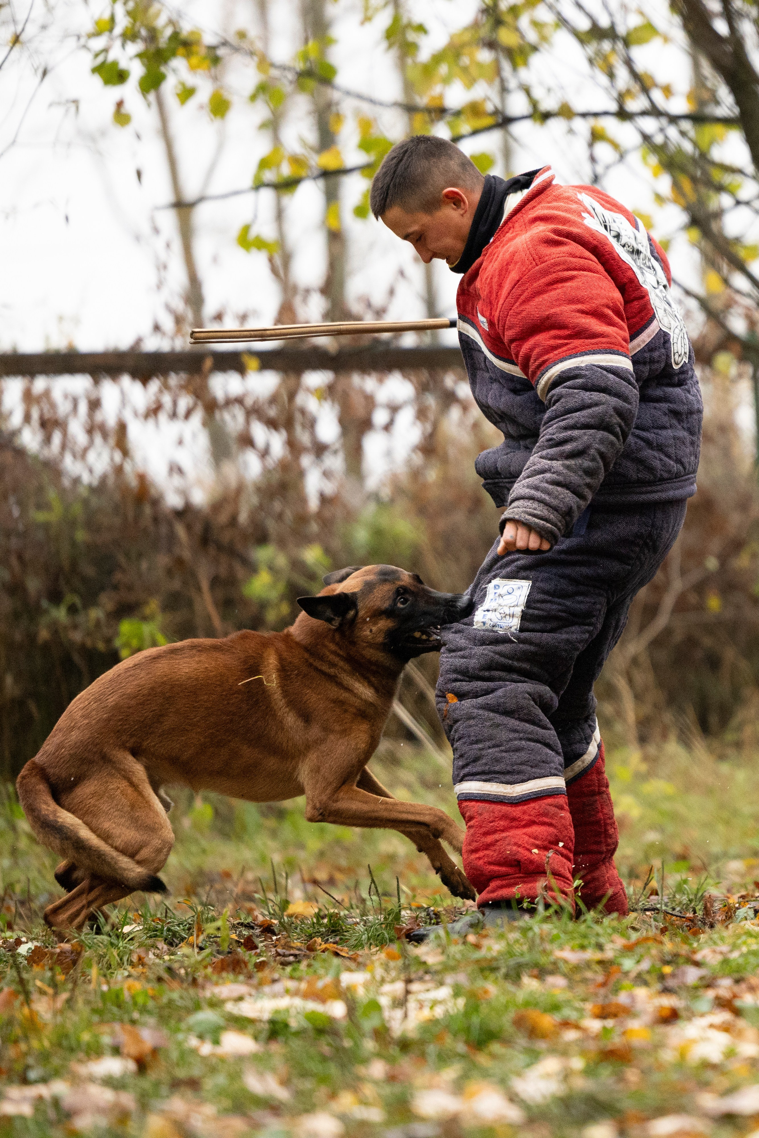Соревнования по Мондьорингу г. Вологда. Фотограф-анималист Анна Маринич