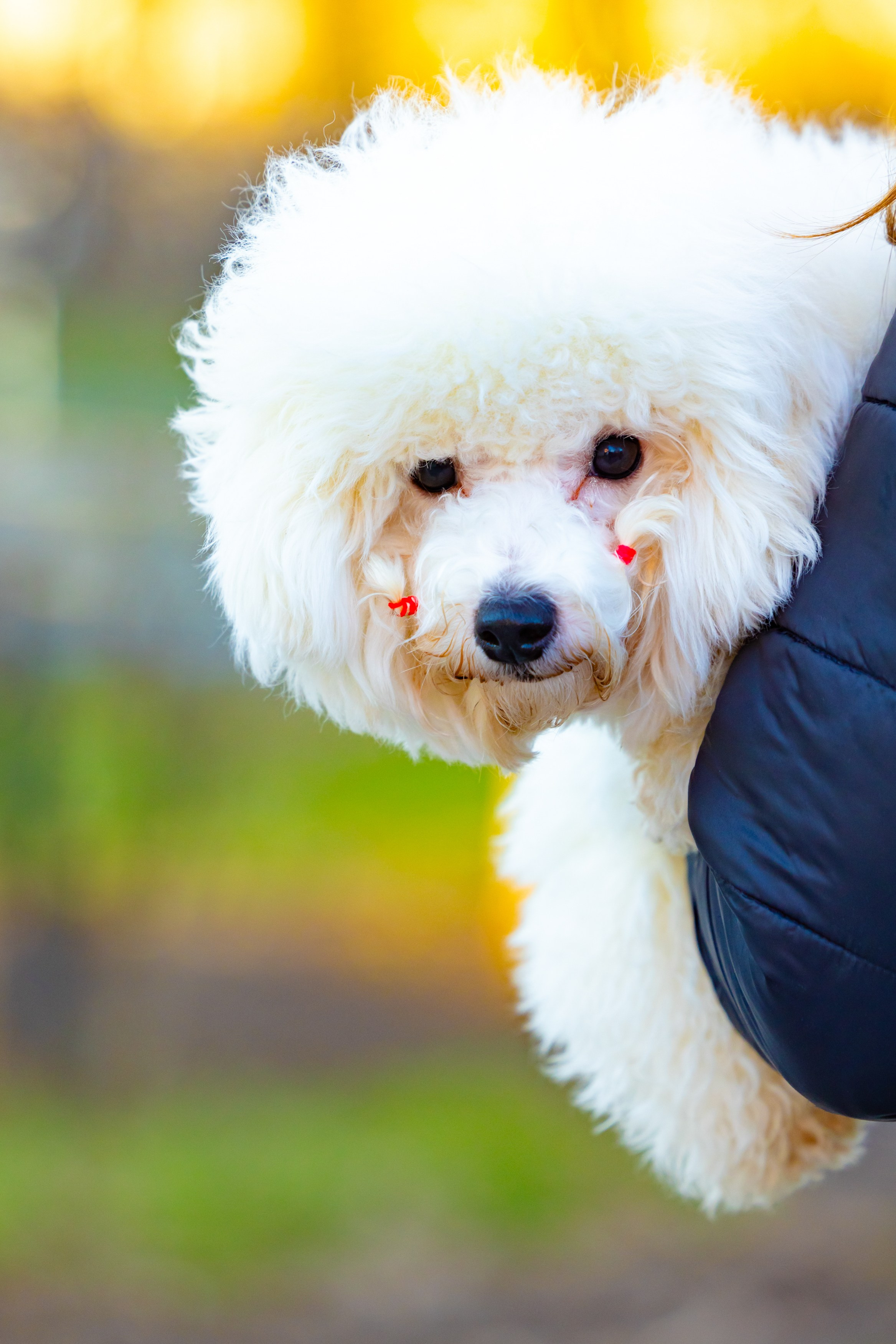 Клуб грумеров (прогулка и семинары). Виктория Зудина — фотограф в Москве