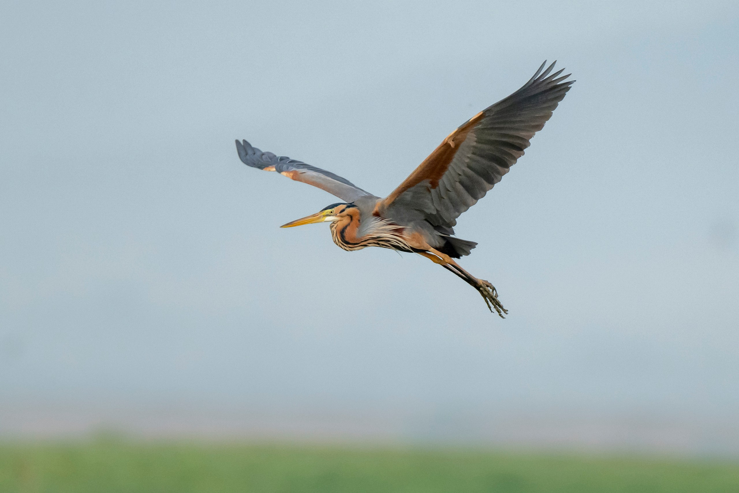 Дикая природа Дагестана. Май 2025 г. Foto-Zuev фотография как искусство