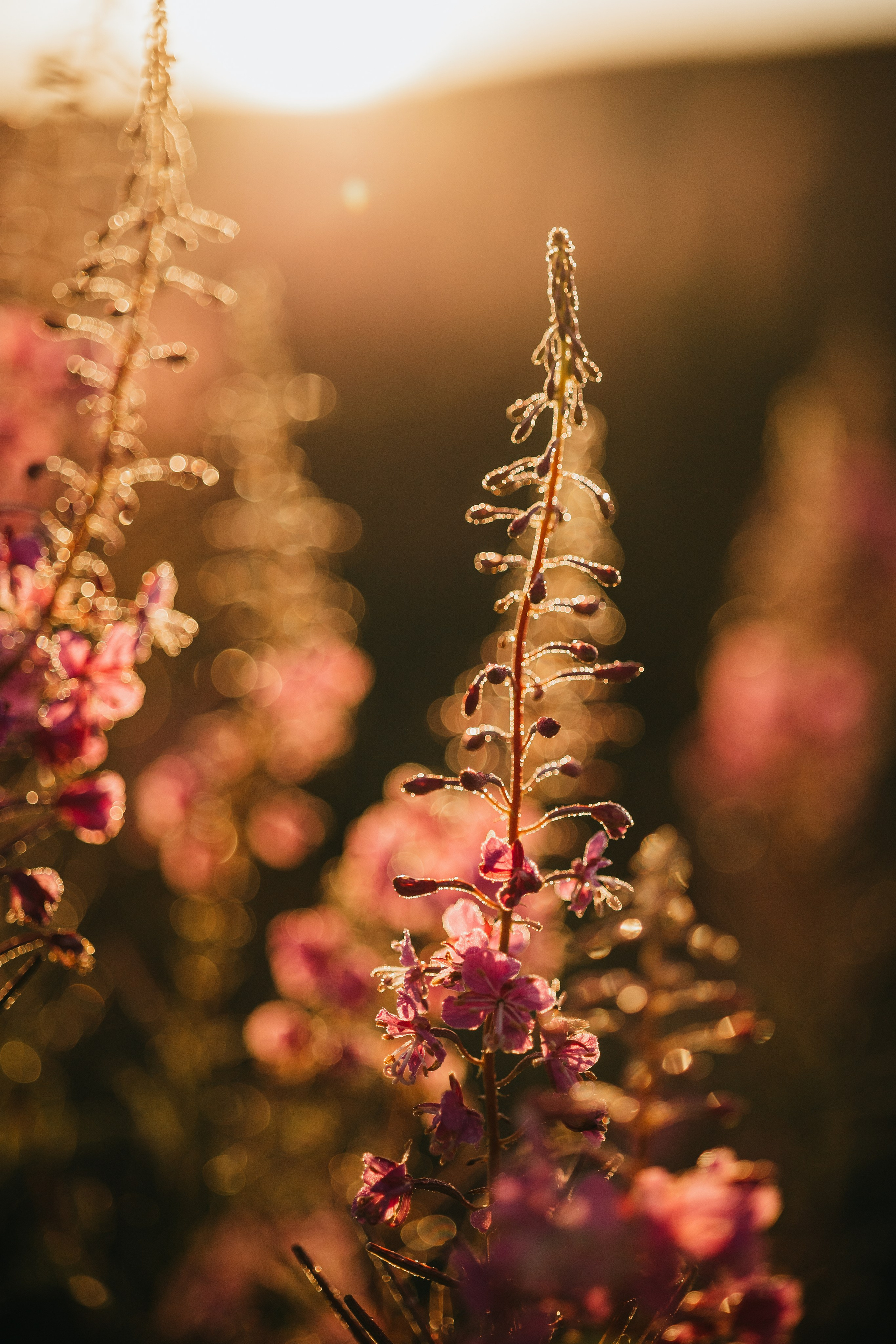 Маша и Персик. Фотограф — Анималист | Санкт-Петербург