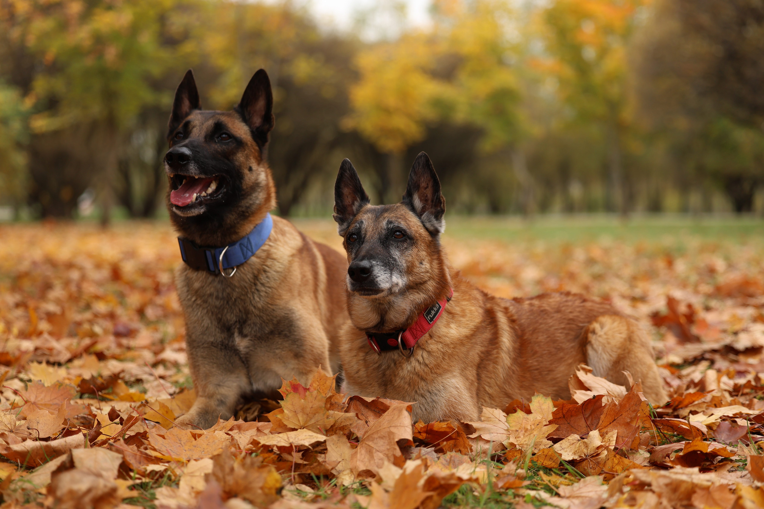 Виктория Михайловская. Фотограф-анималист. Москва