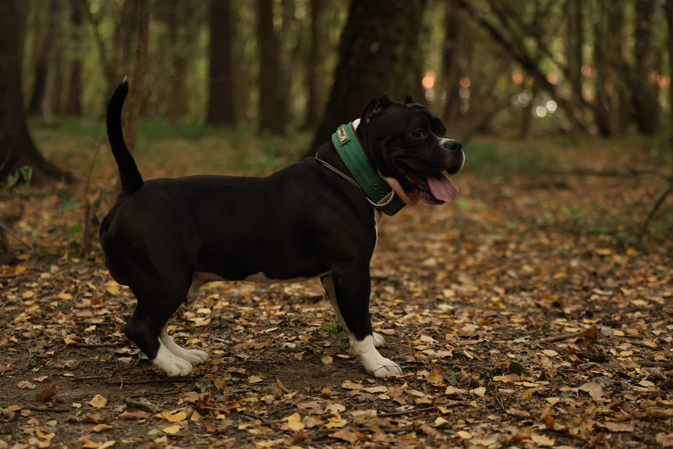 Бумер. Виктория Михайловская. Фотограф-анималист. Москва