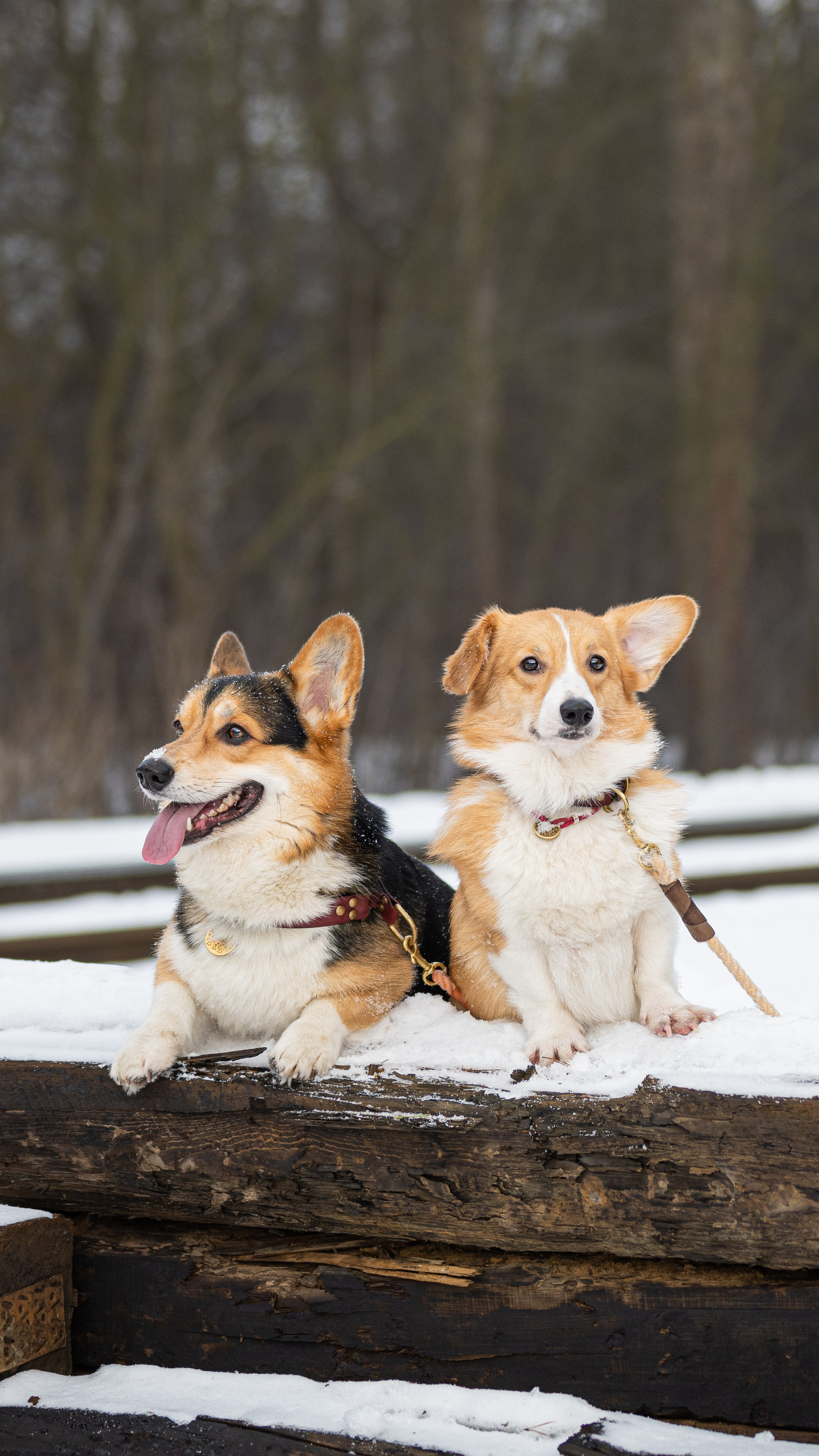 Вы и ваши питомцы. Фотограф в Санкт-Петербурге Александра Ладыгина