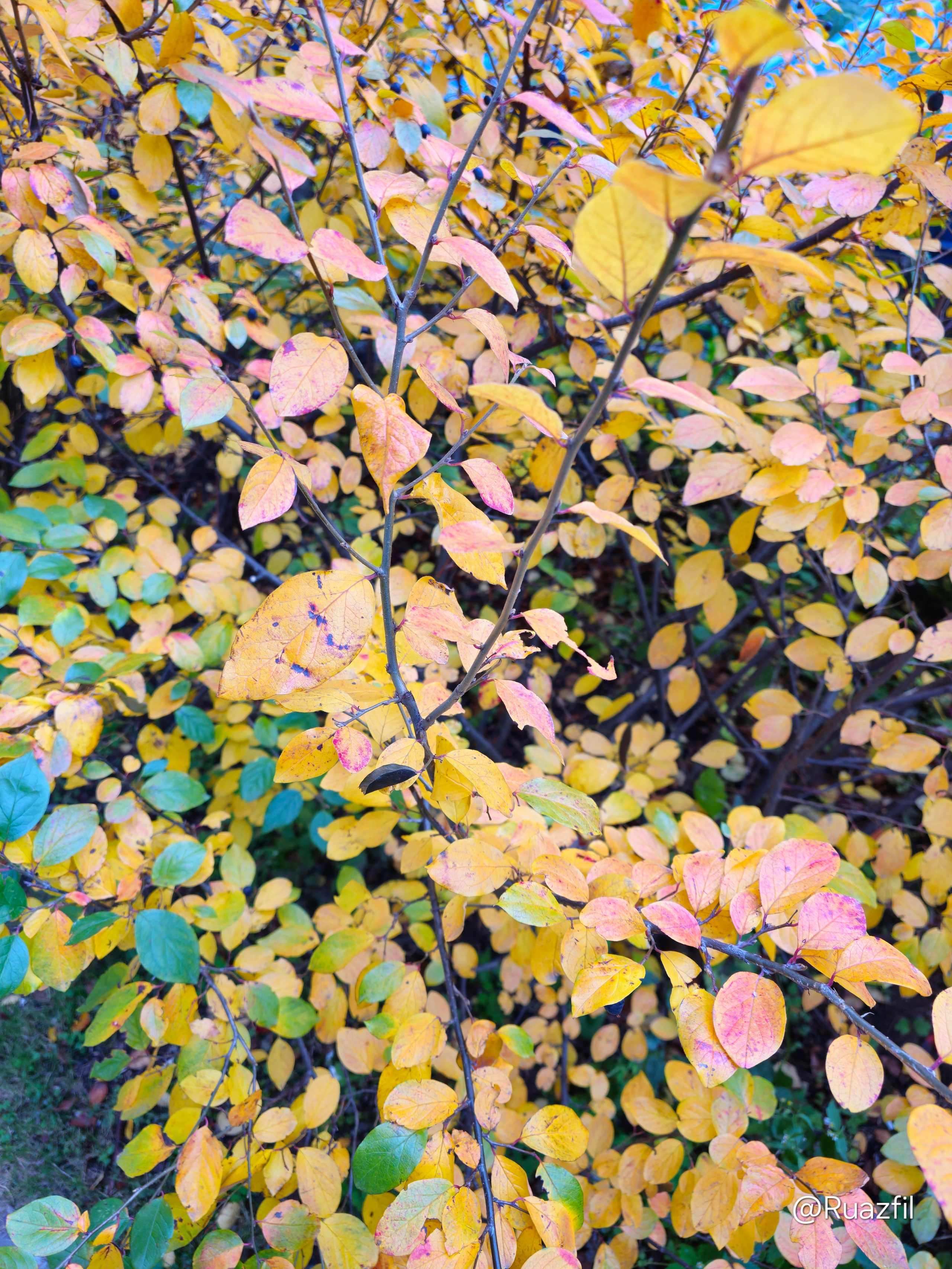 Крупный план тонких ветвей кустарника, покрытых многочисленными мелкими листьями, окраска которых варьируется от ярко-желтого до нежно-розового и зеленого, создавая пеструю осеннюю палитру. Ветви кустарника с плотной листвой, окрашенной в оттенки желтого, золотистого и розового, демонстрирующей яркие осенние цвета.