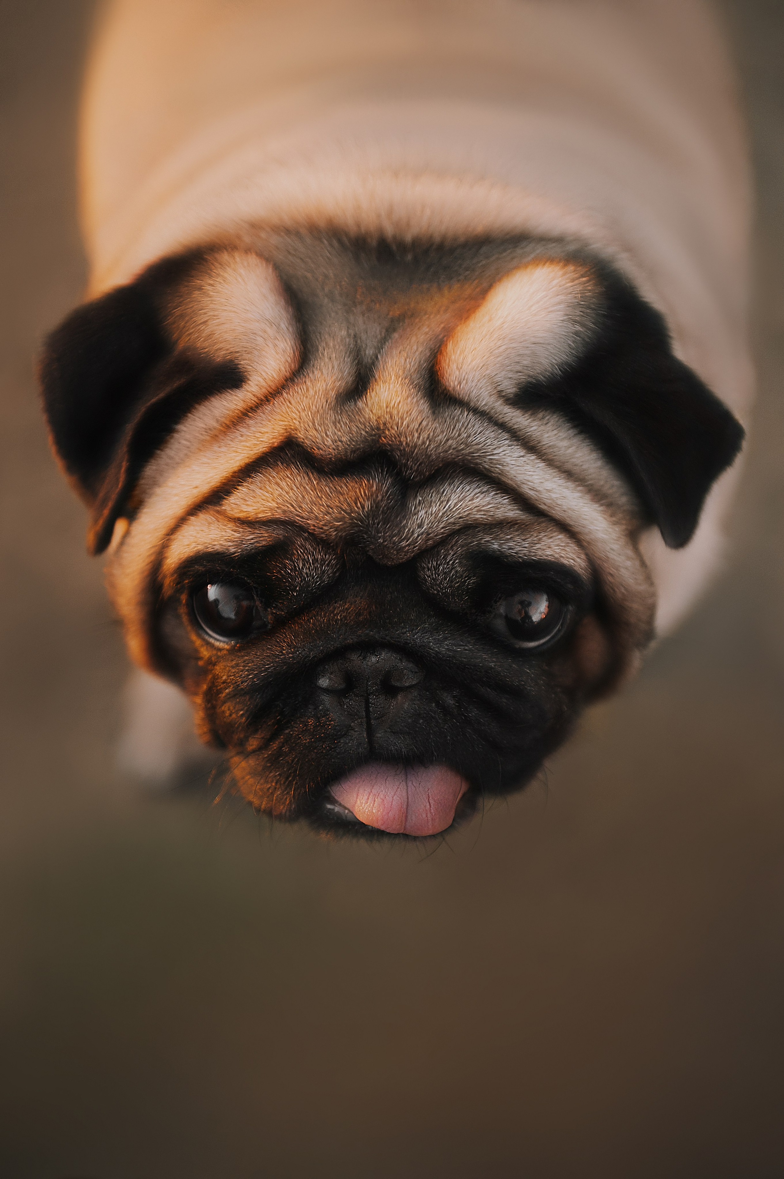 Таня и мопс Патрик (Мытищи, 2024). Анна Пушина, фотограф, Москва, Королев, Пушкино