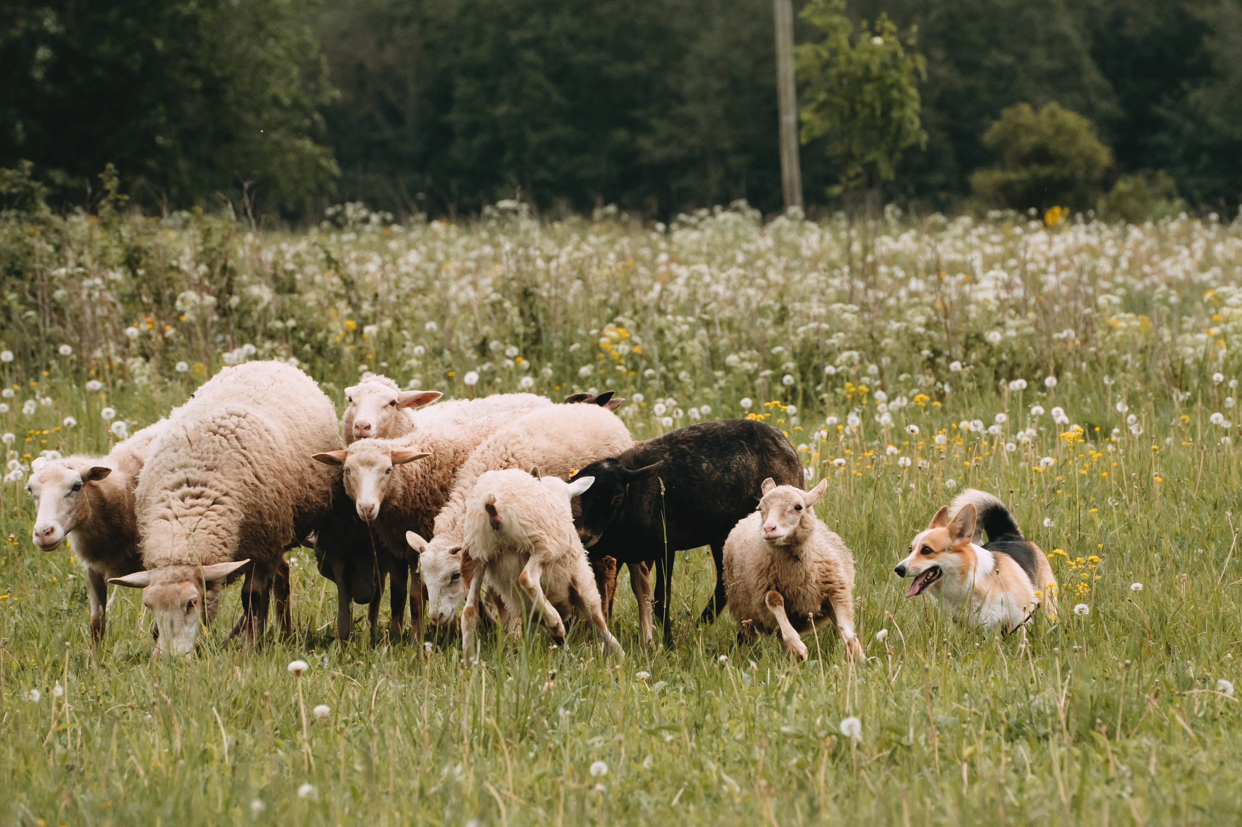 Состязания по пастушьей службе 1-2.06.24, Заостровье. Фотограф-анималист Анастасия Большакова