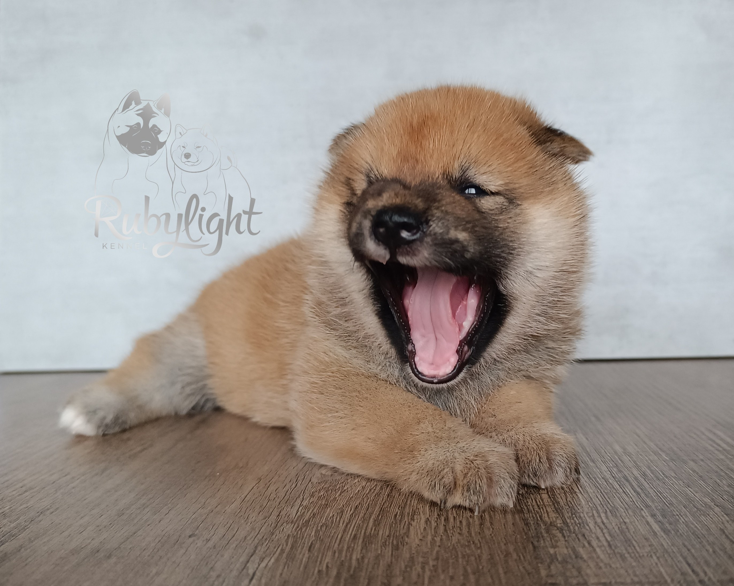 Сиба Rubylight Everest питомник Рубилайт 