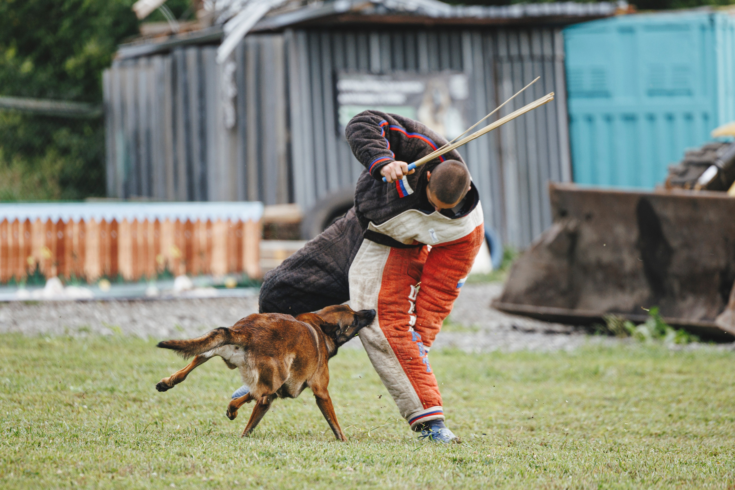 08.08.25-10.08.25 ЧР по мондьорингу г. Вологда. Фотограф-анималист Анна Маринич