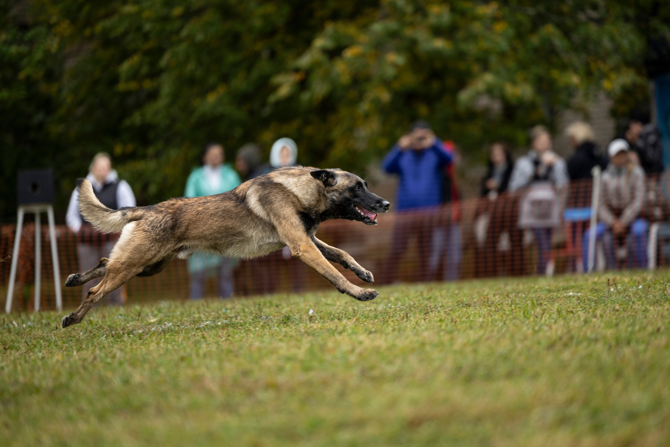 Испытания по Мондьорингу г. Пушкин. Фотограф-анималист Анна Маринич