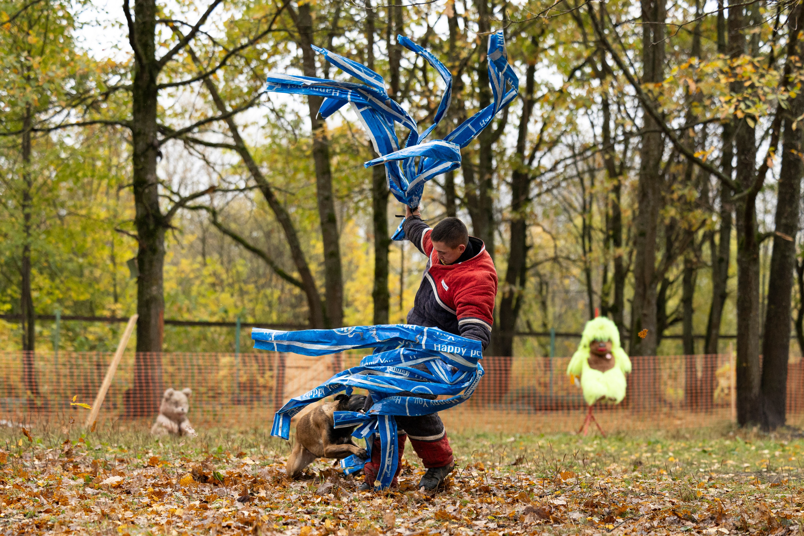 Соревнования по Мондьорингу г. Вологда. Фотограф-анималист Анна Маринич