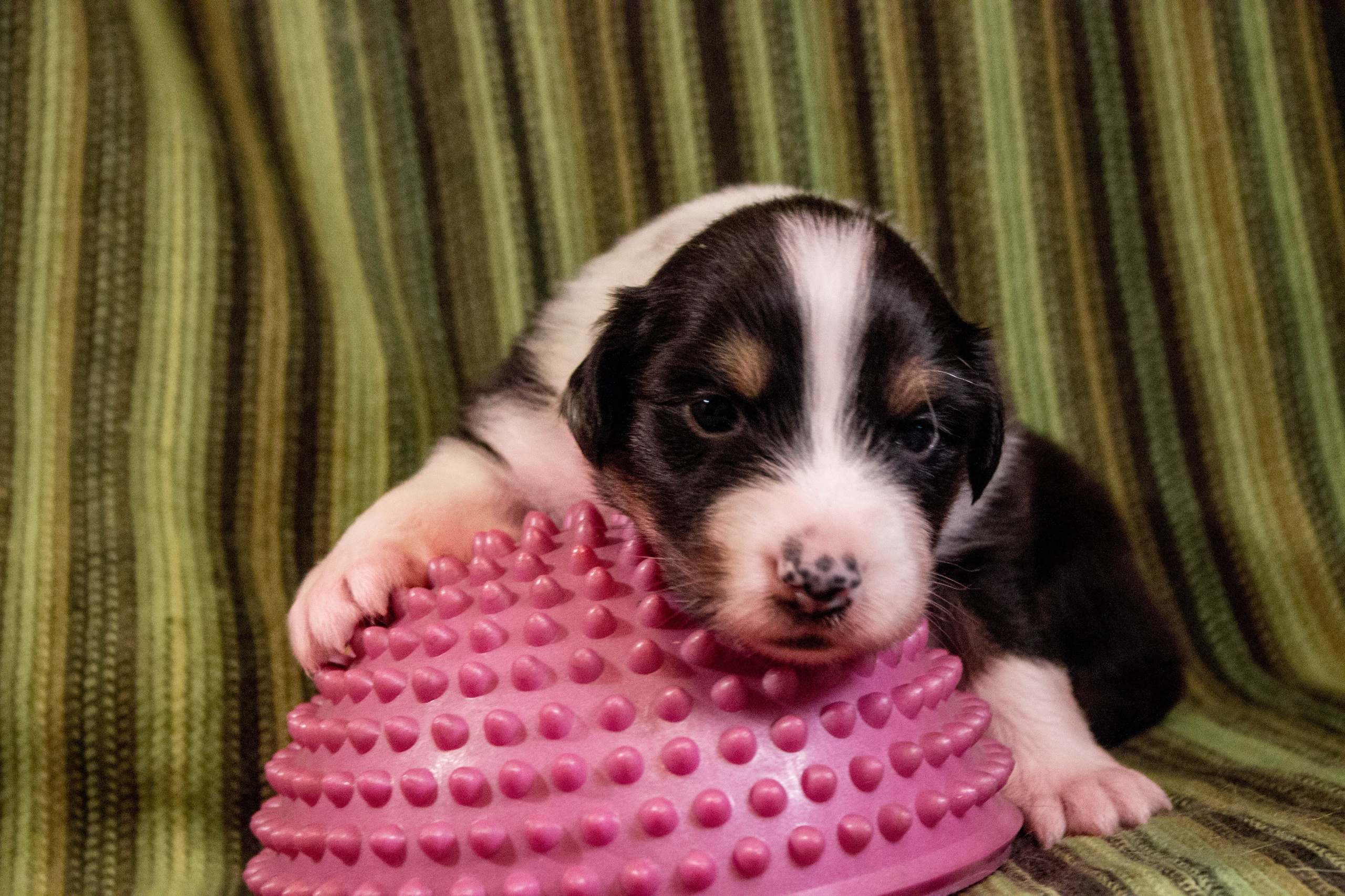 Рем. BLGKV питомник собак