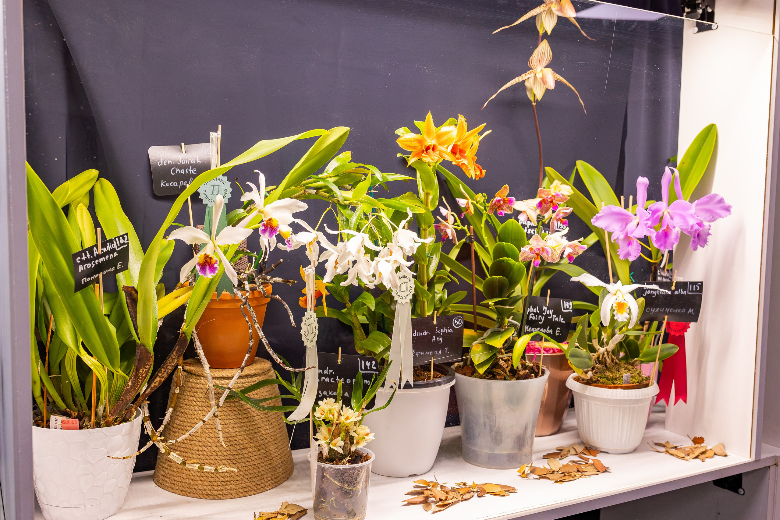 Орхидиум сентябрь 2025. Александра Куликова фотограф, Москва