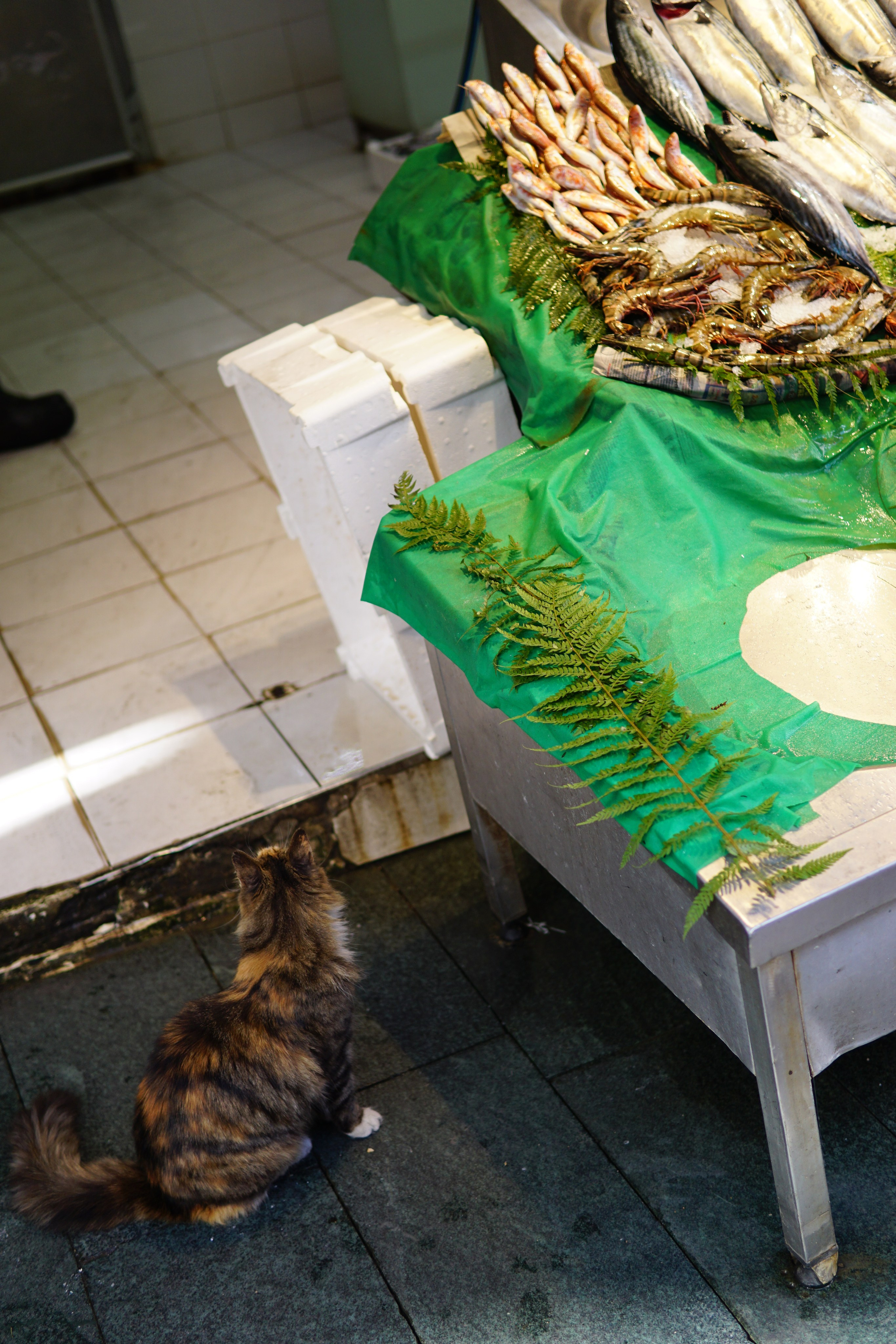 Стамбул. Фотограф в Москве Юлия Першина