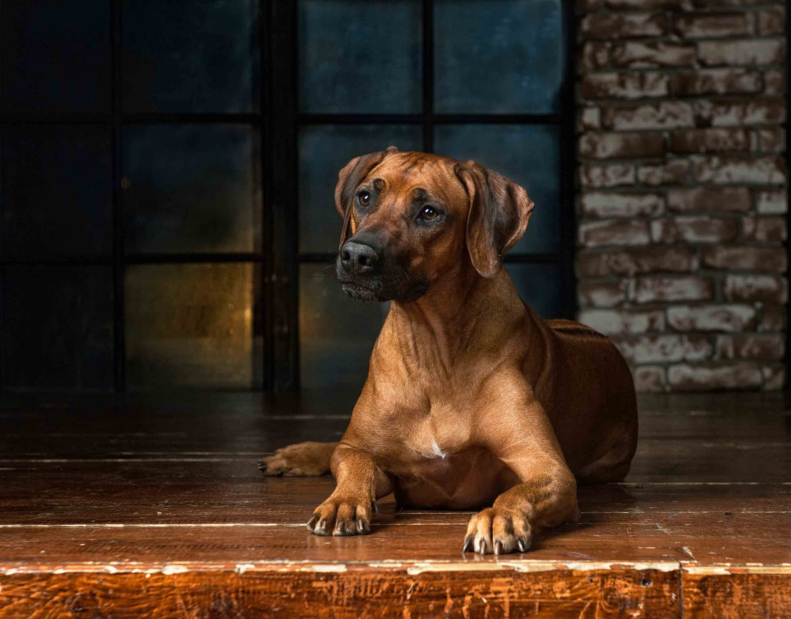 Собаки. Портретная и свадебная фотосъемка. Москва и область