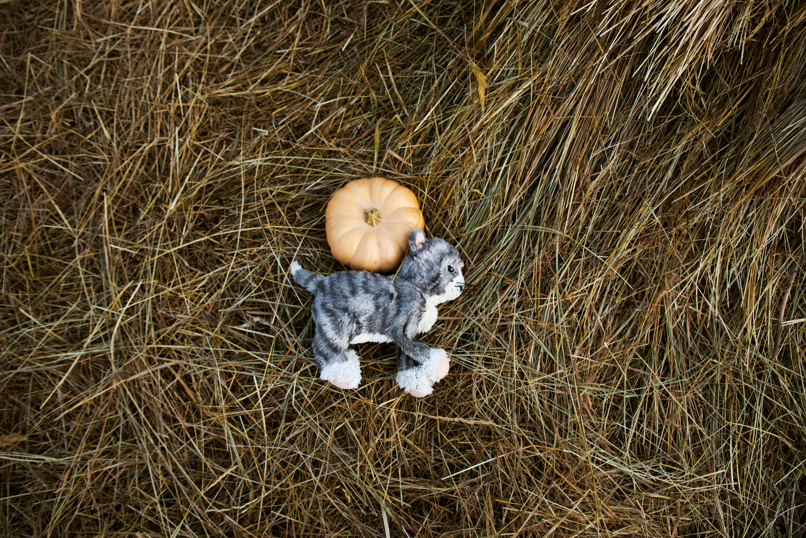 Дети и тыква. Портретный фотограф Краснодар. Ирина Чурюкина